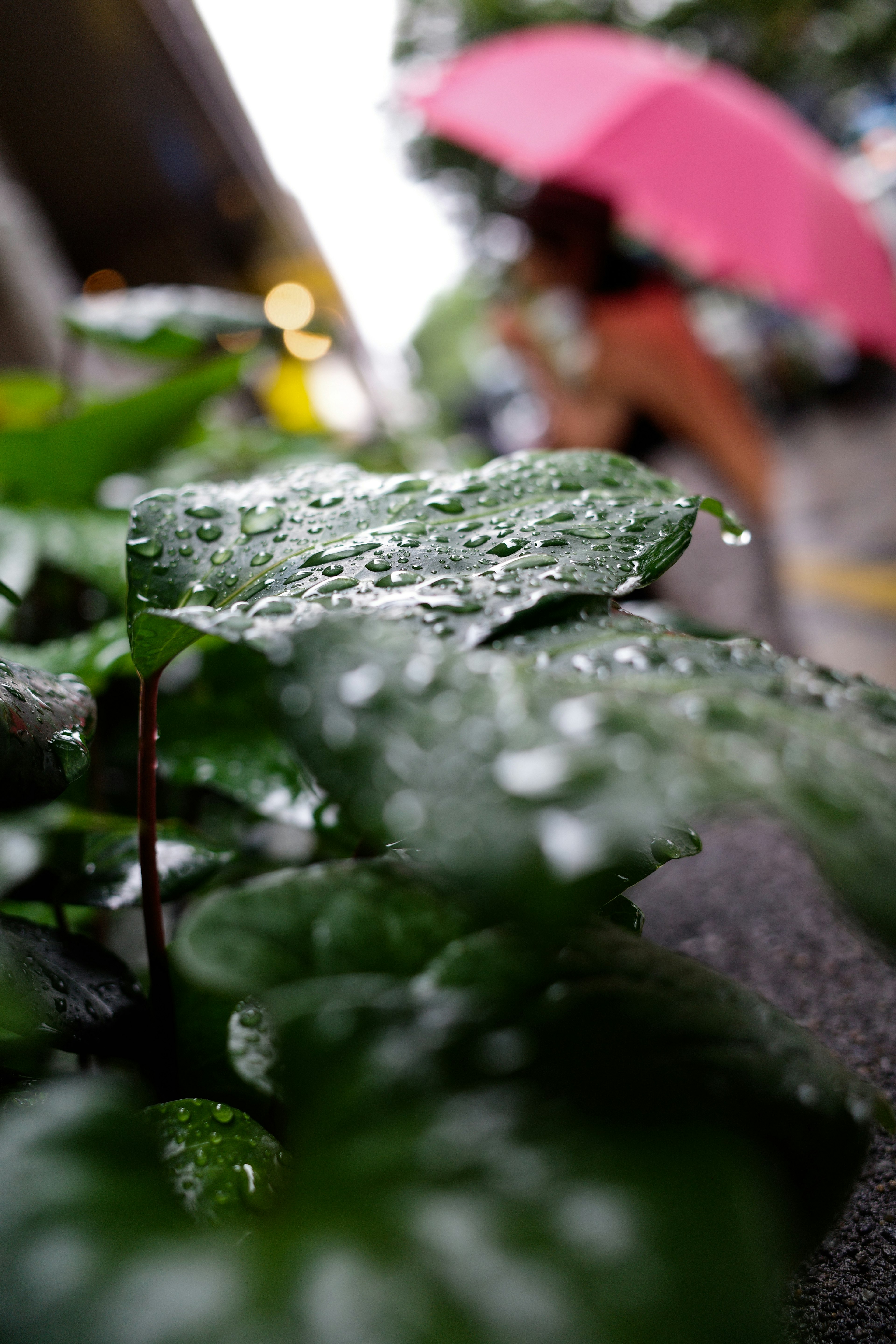 雨に濡れた緑の葉とピンクの傘を持つ人物を背景にした写真