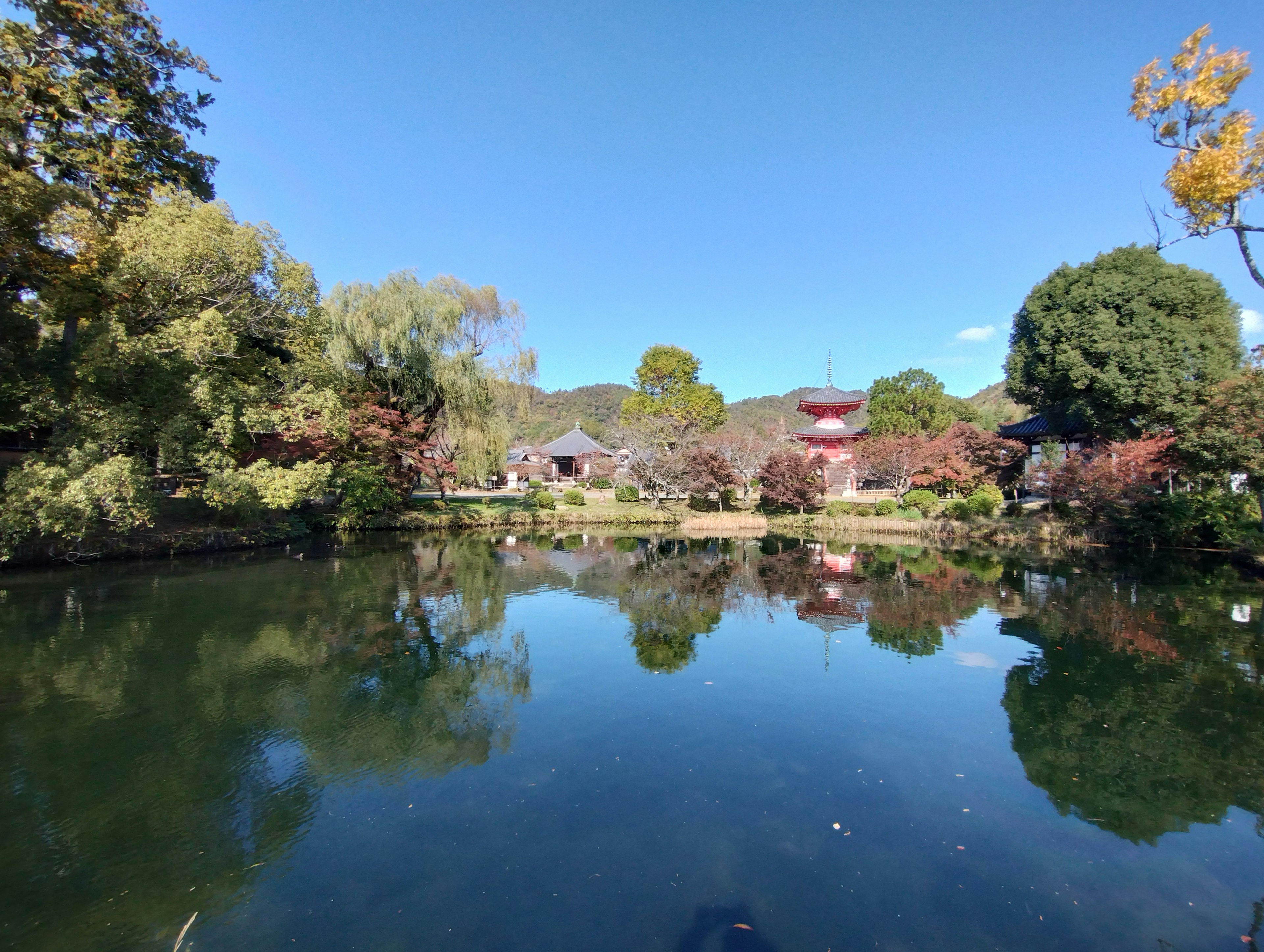 Stagno sereno che riflette alberi e edifici circostanti