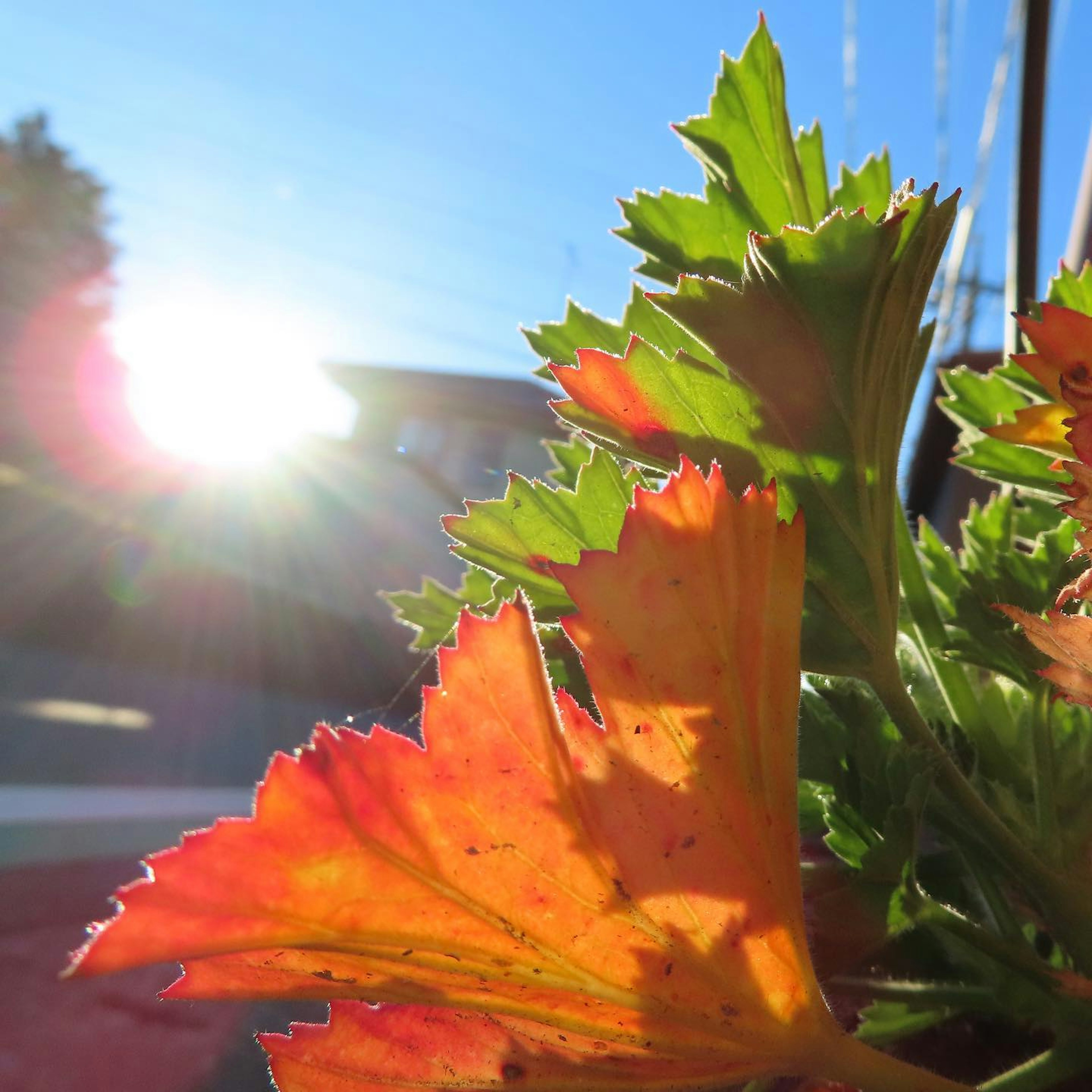 Lebendige orange Blätter mit Sonnenlicht im Hintergrund