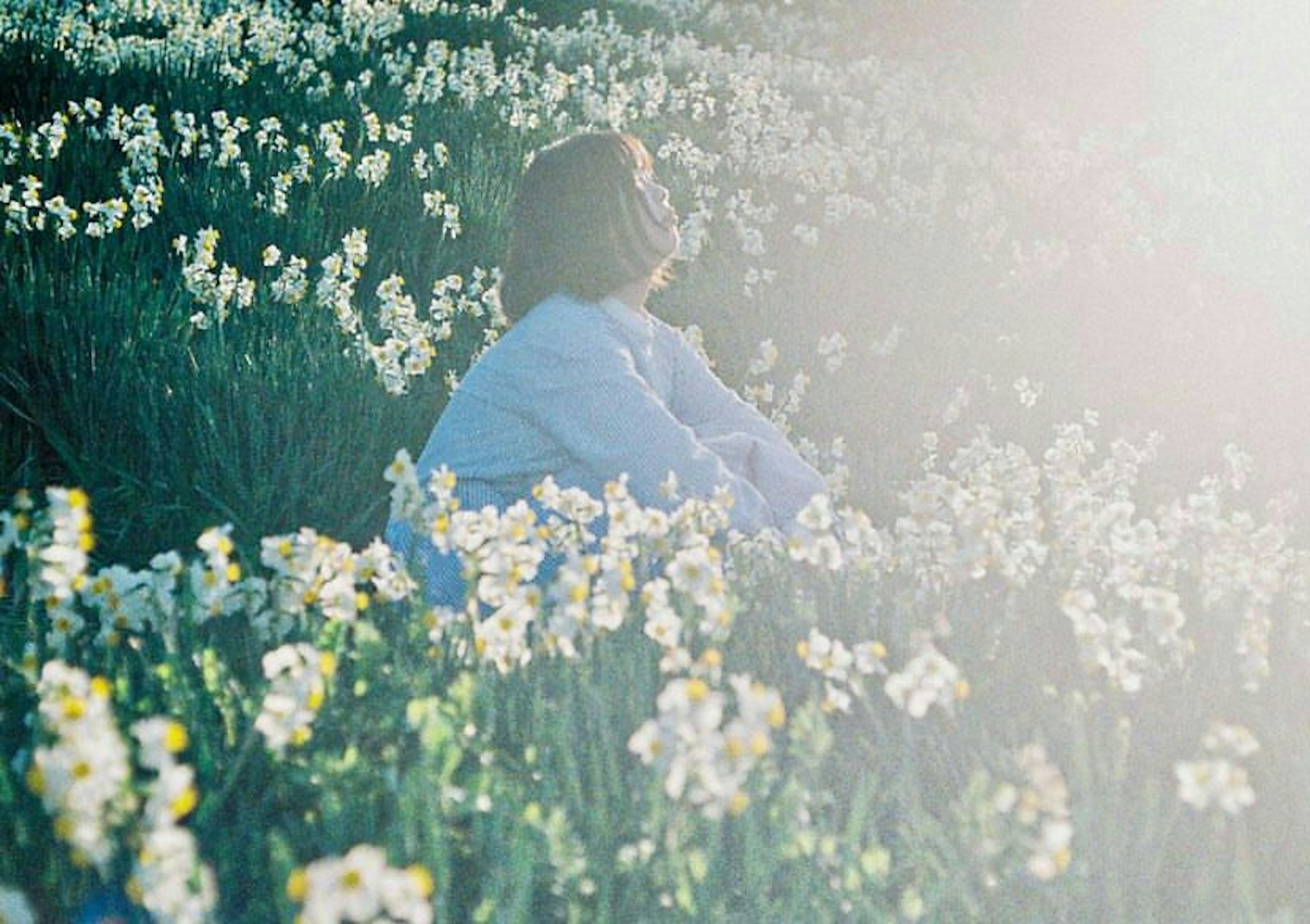 Woman sitting among white flowers in a sunlit field soft light and blooming flowers