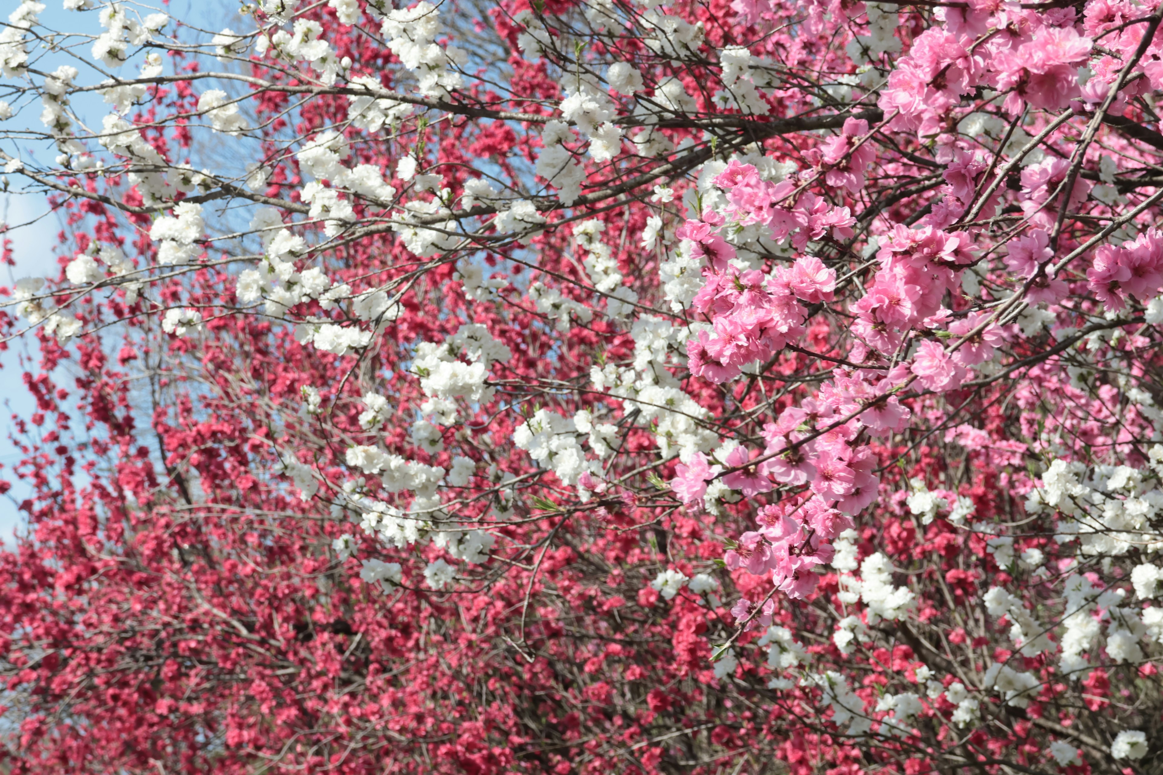 Beautiful scene of trees with pink and white blossoms under a blue sky