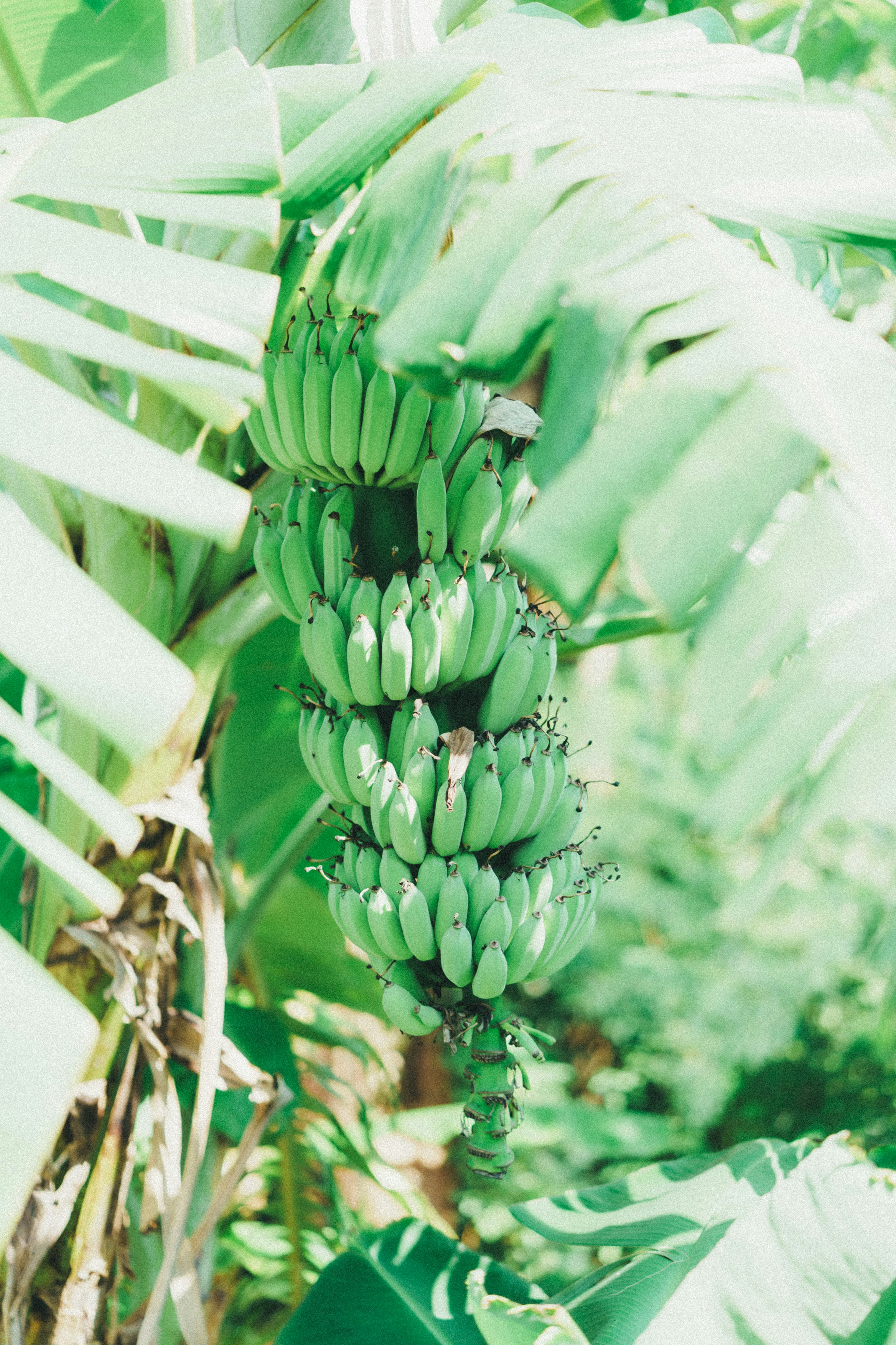 A cluster of green bananas hanging from a plant surrounded by green leaves