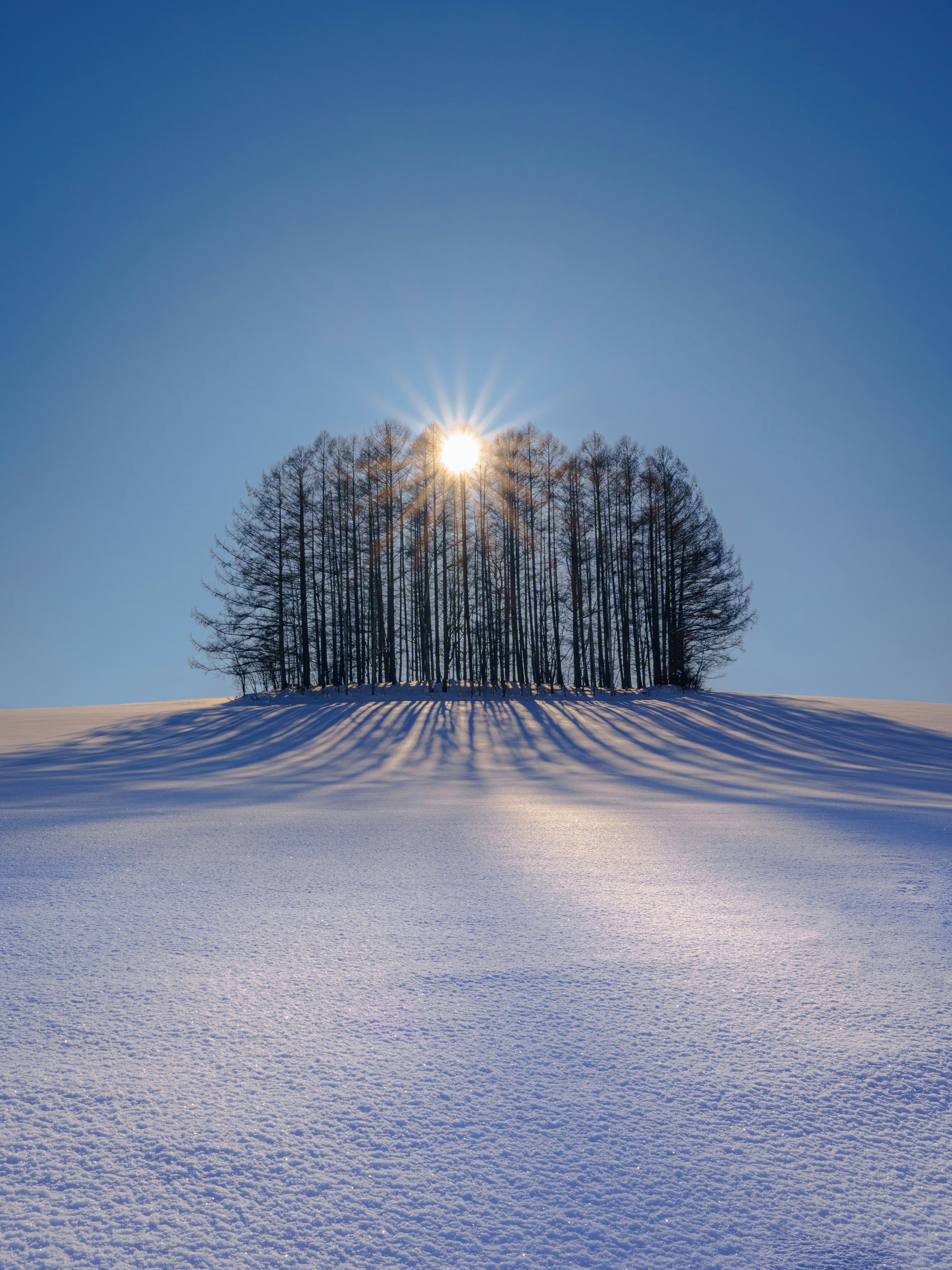 Un groupe d'arbres sur une colline enneigée avec le soleil brillants derrière eux