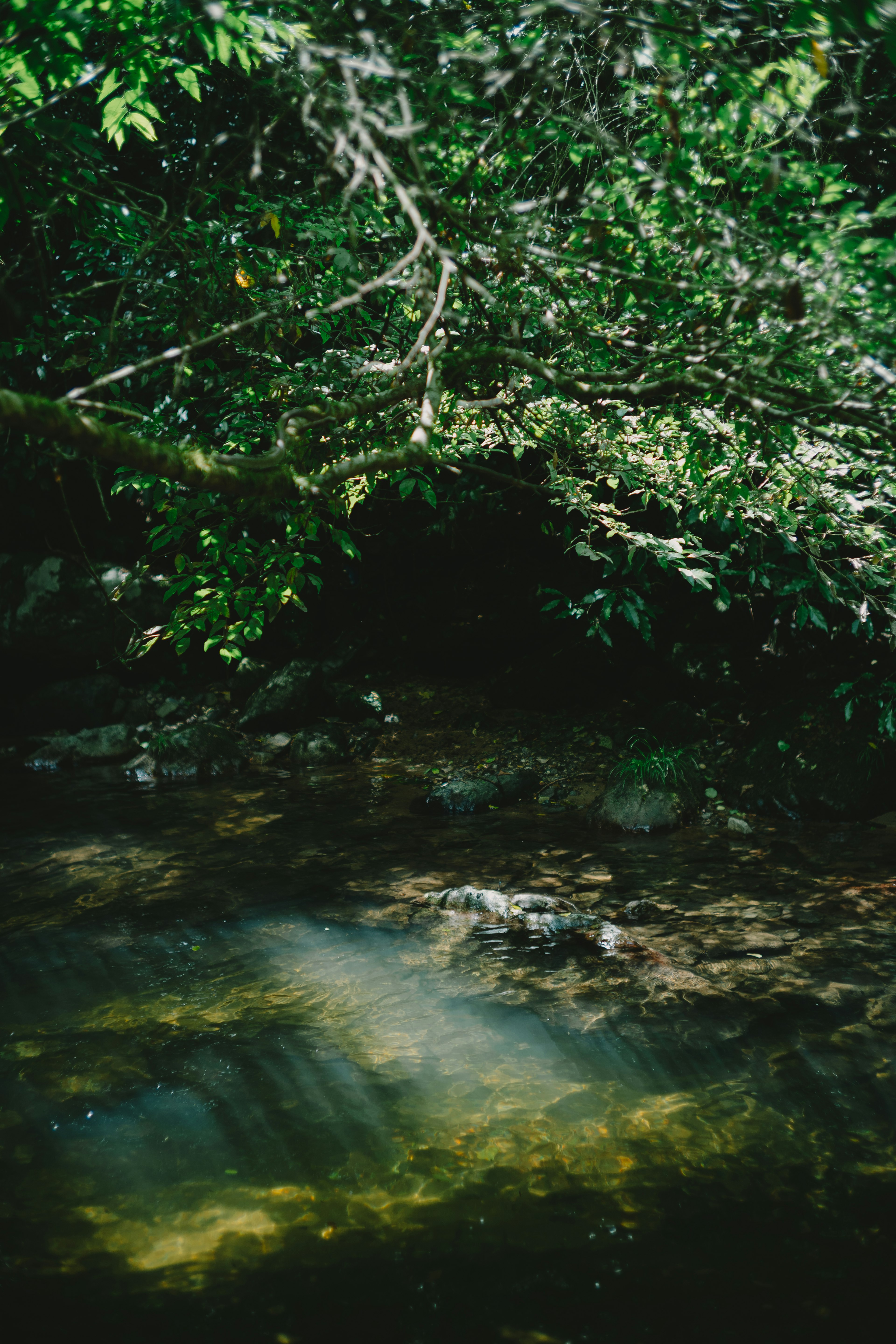 Une surface d'eau sereine entourée de verdure luxuriante