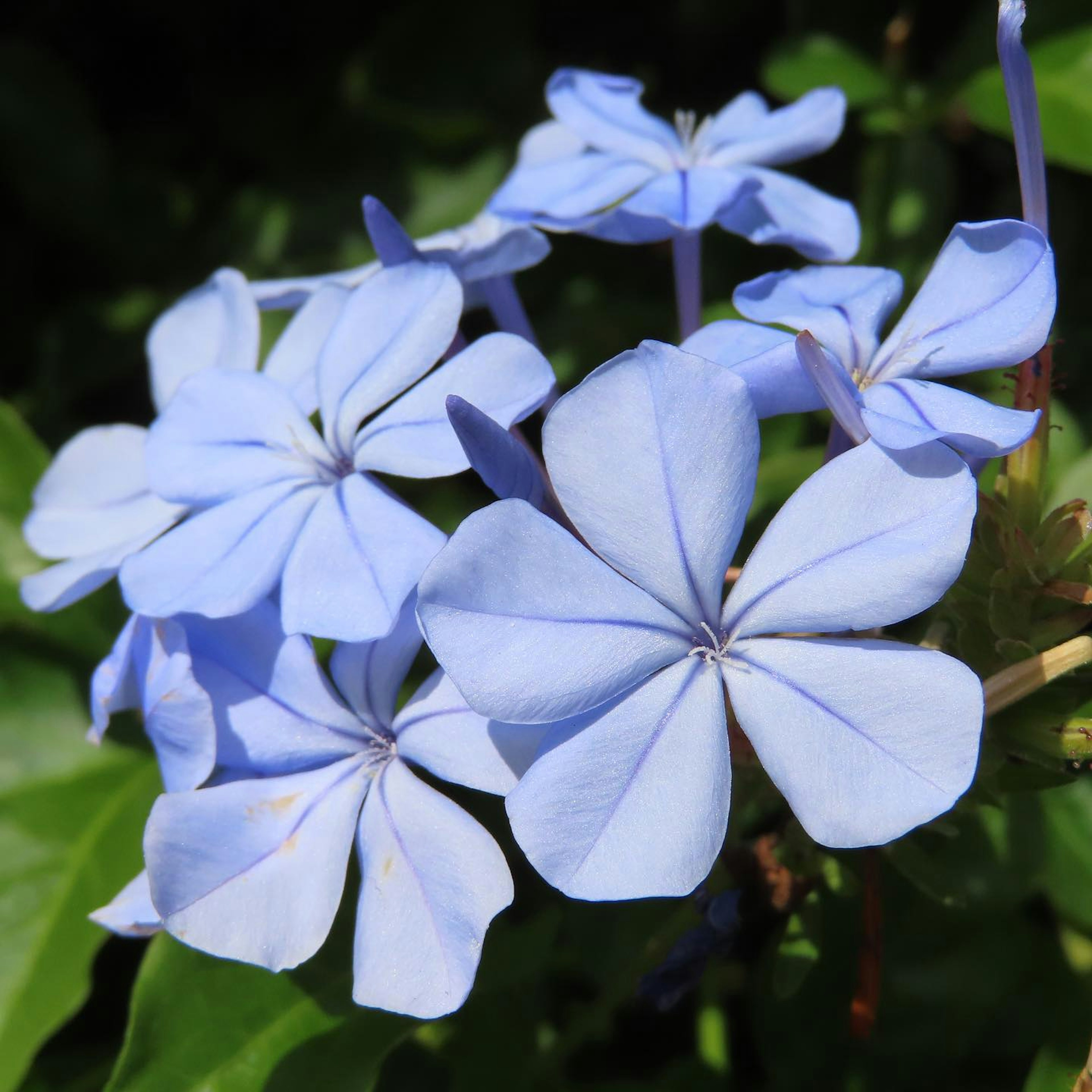 Cluster of delicate blue flowers with five petals each