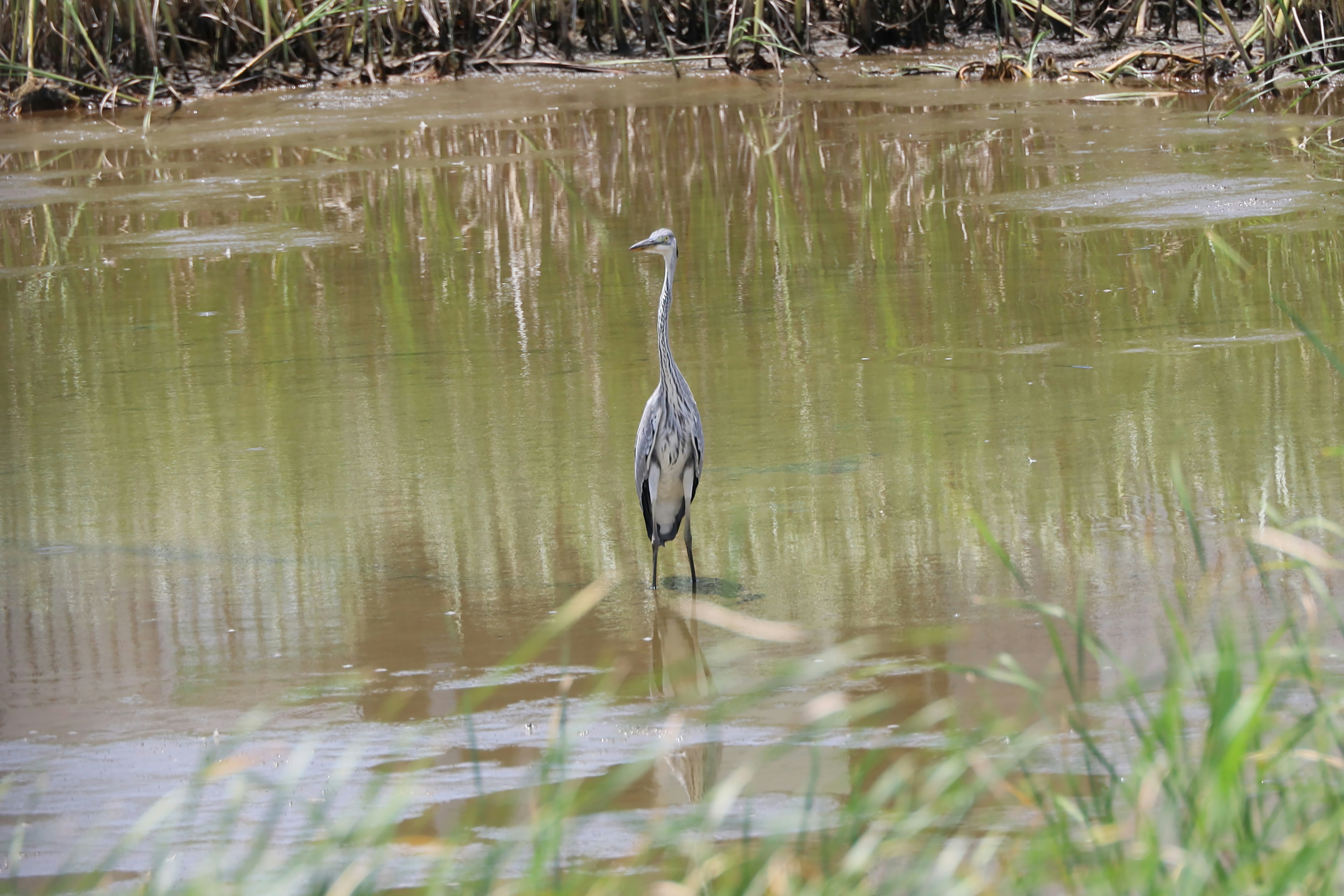 Ein Reiher steht im flachen Wasser umgeben von Schilf