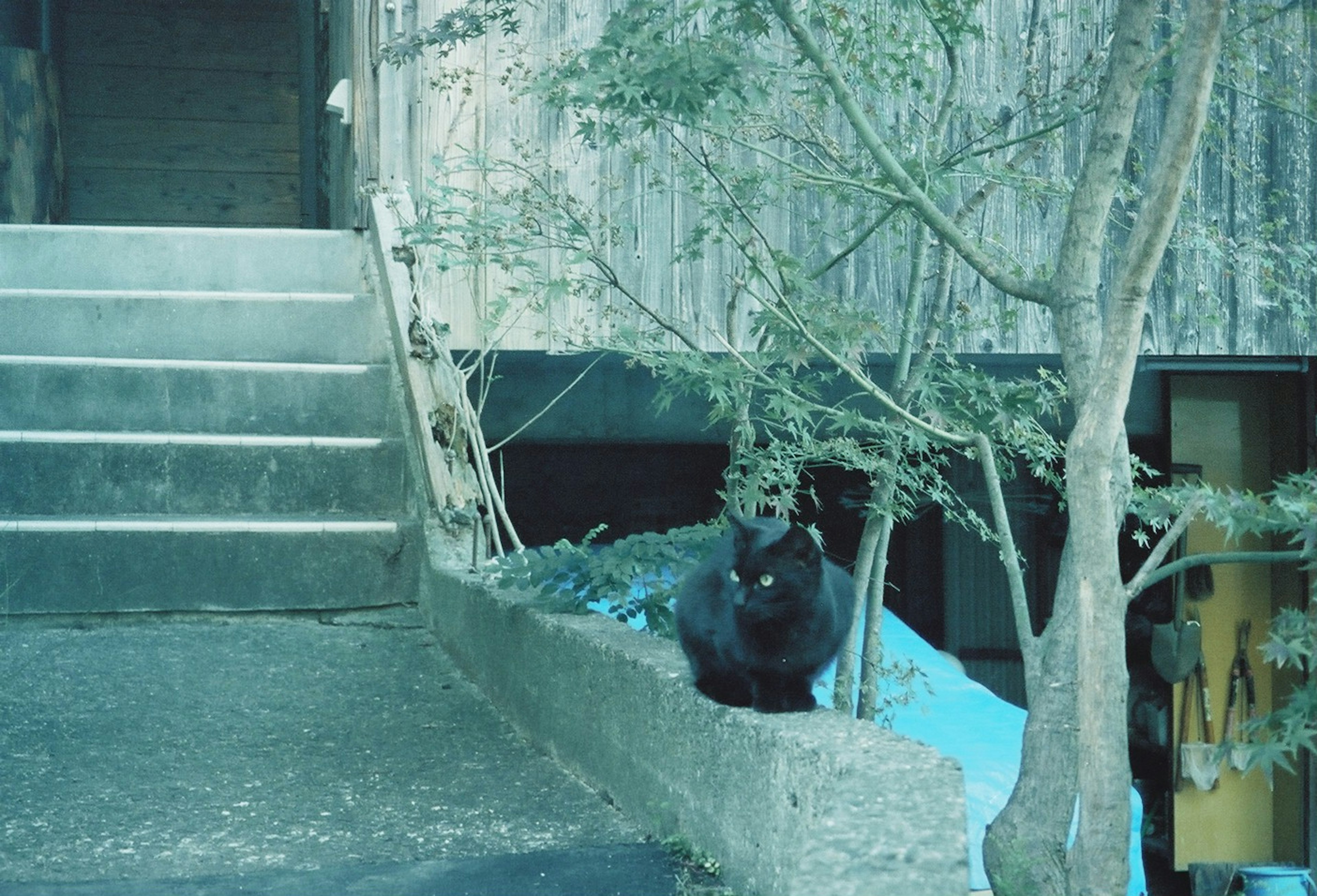 階段の近くにいる黒猫と周囲の緑の植物