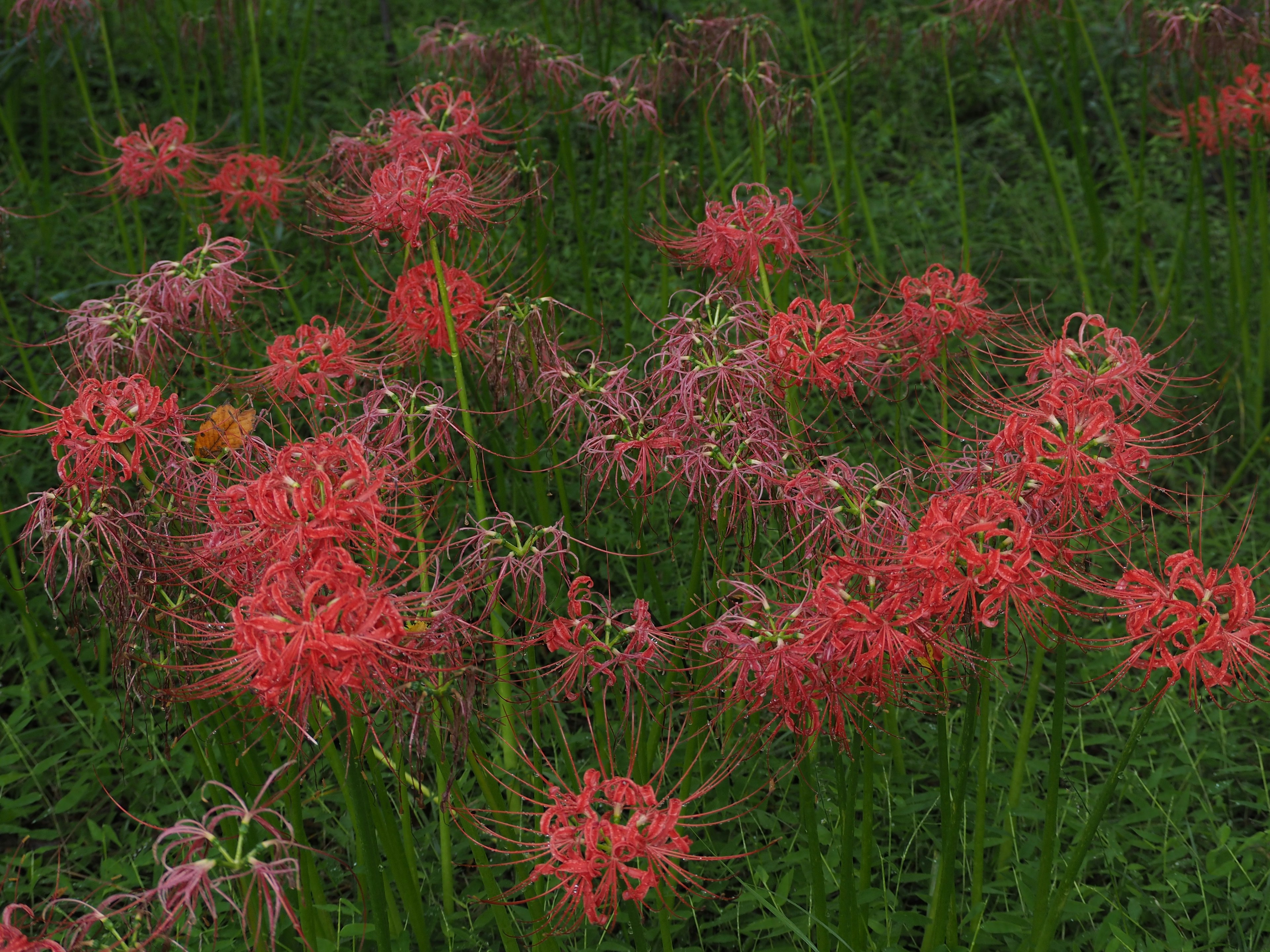 Cluster roter Spinnenlilien in einem grünen Feld