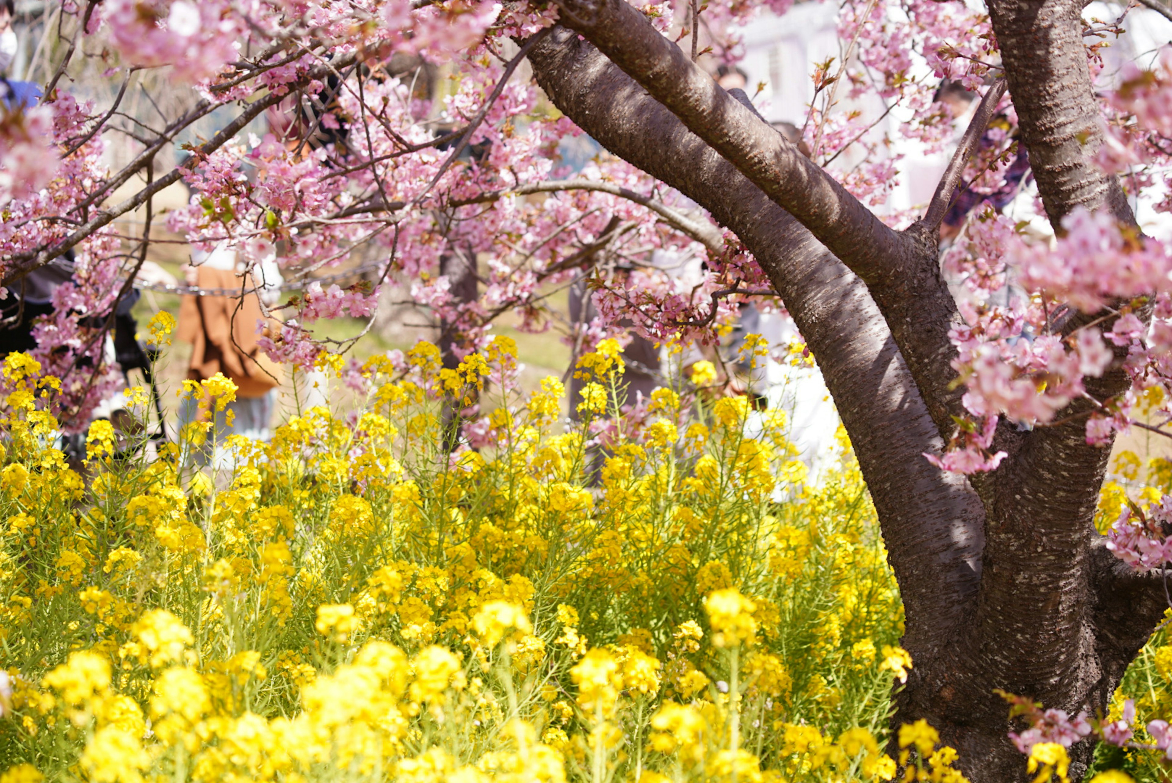 桜の木と黄色い菜の花が共存する美しい風景