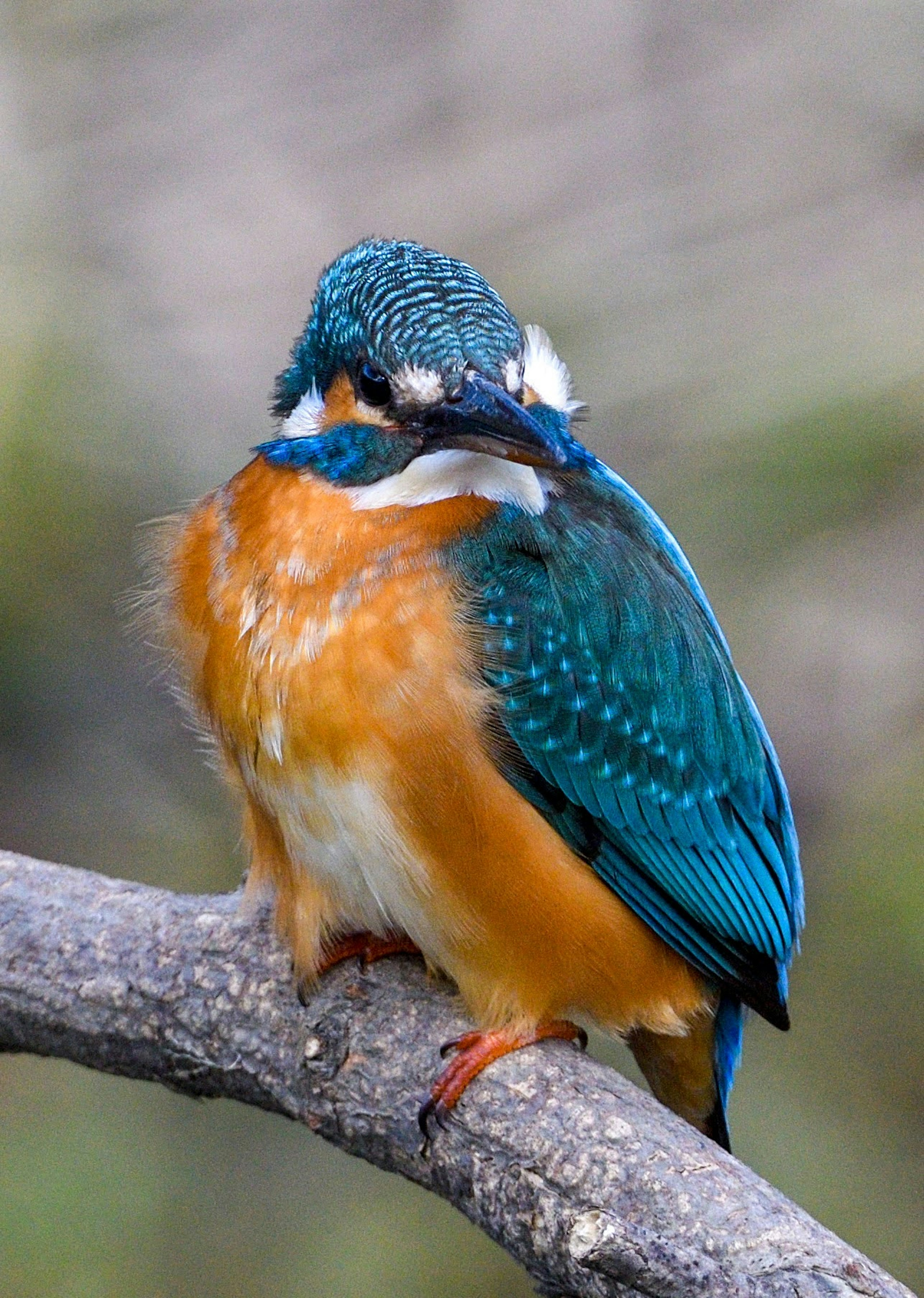 Un colorido martinete posado en una rama