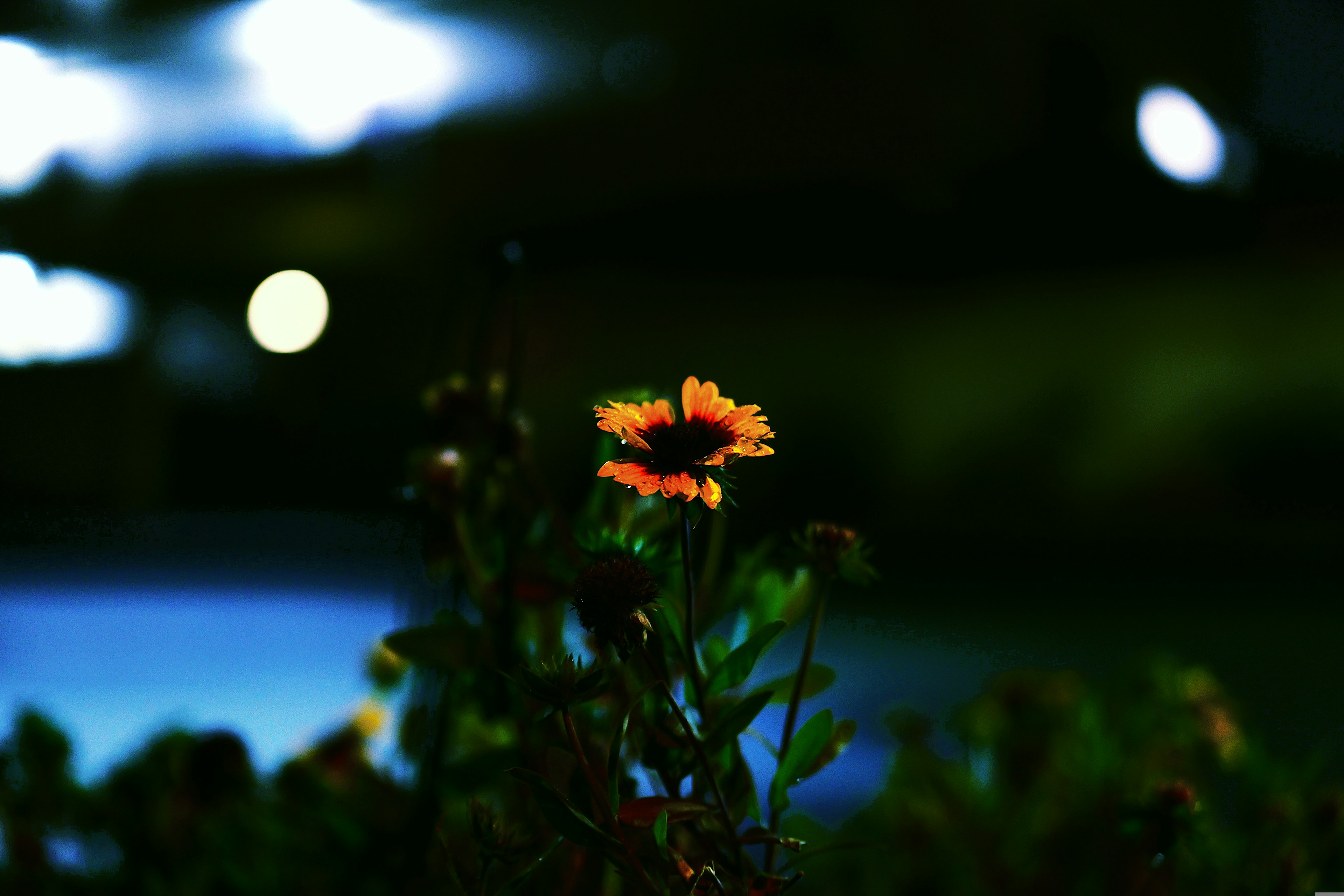 Orange flower illuminated at night with blurred lights in the background