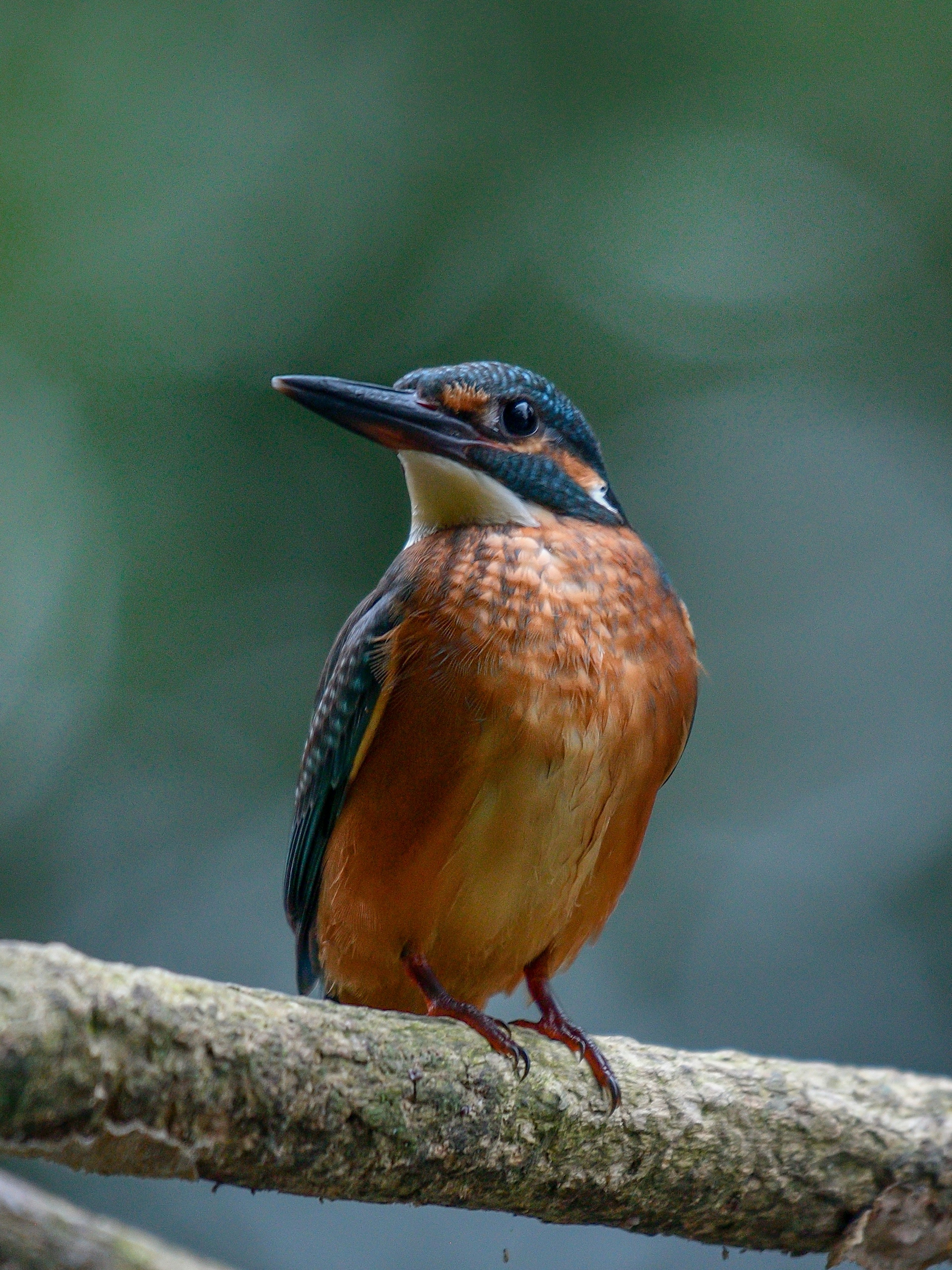 A kingfisher with vibrant orange and blue feathers perched on a branch