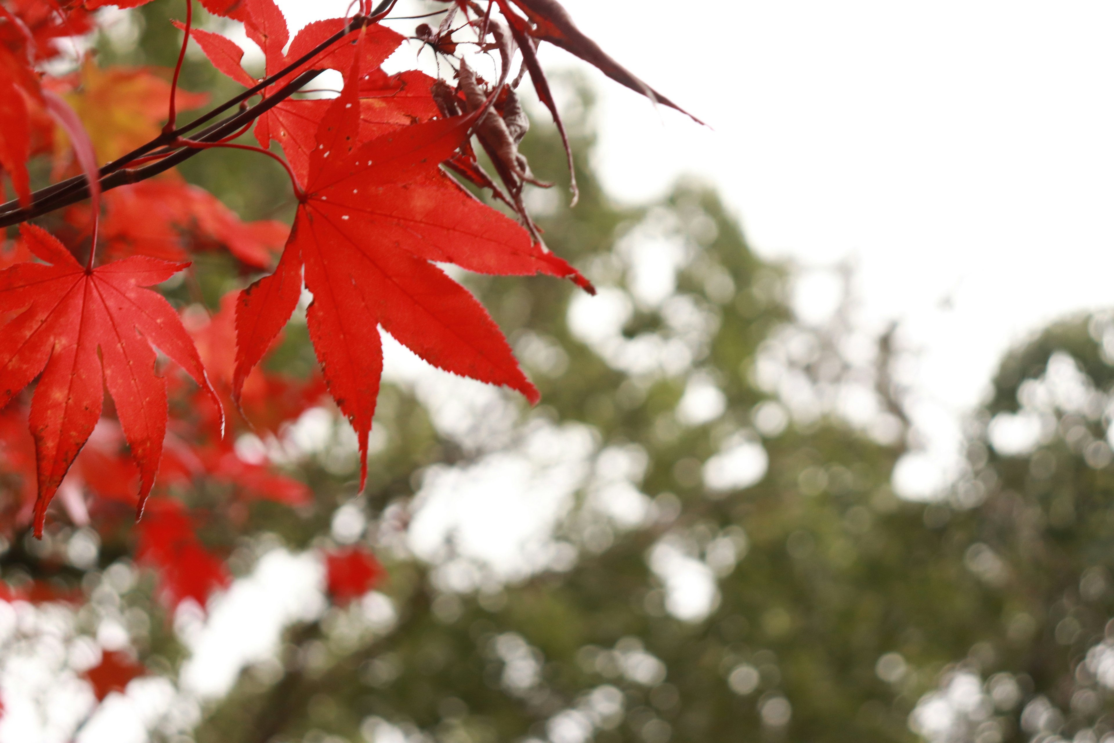 Daun maple merah dengan latar belakang hijau kabur di musim gugur