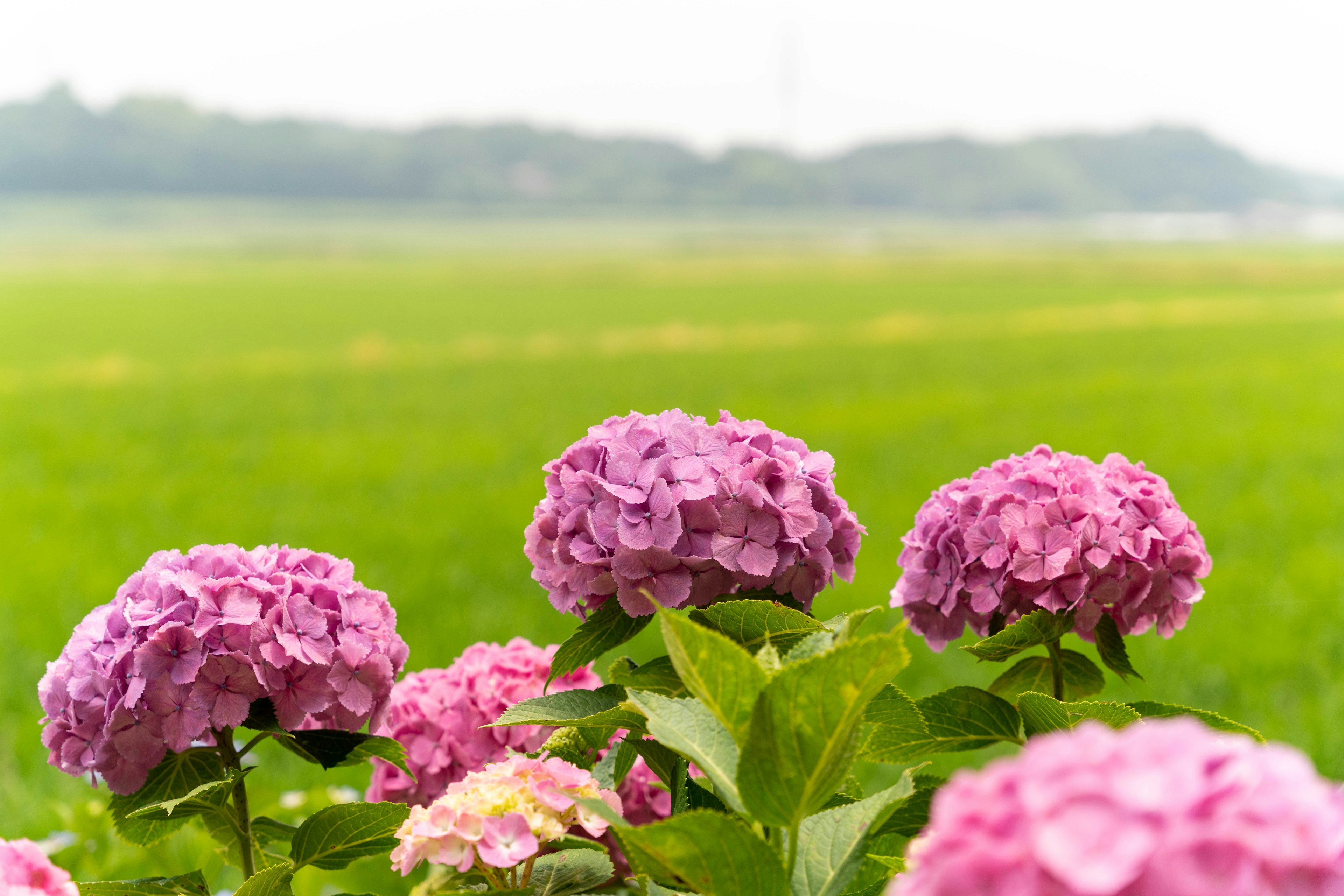 ดอกไฮเดรนเยียบานในภูมิทัศน์สีเขียว