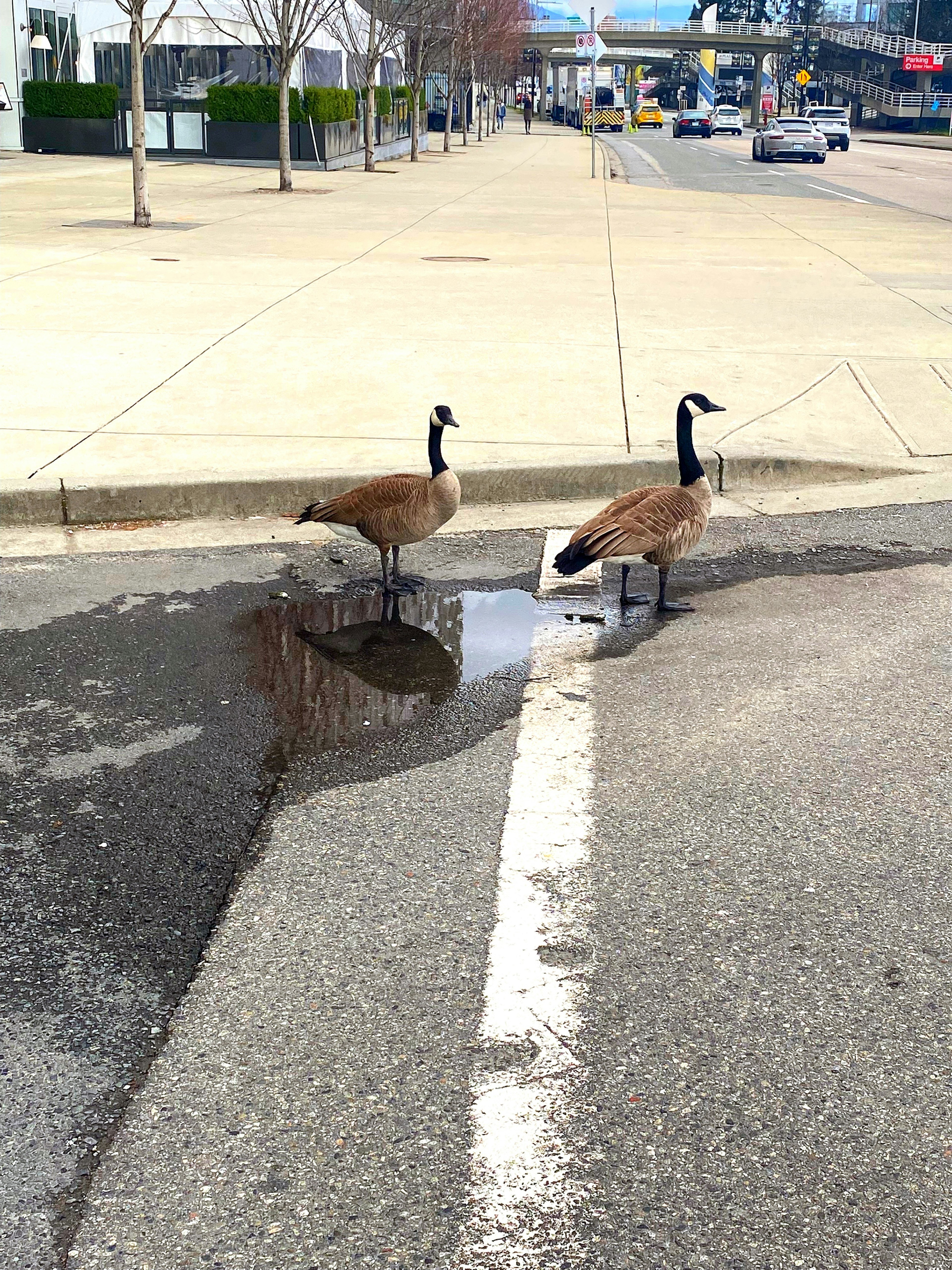 Two geese crossing the road near a puddle