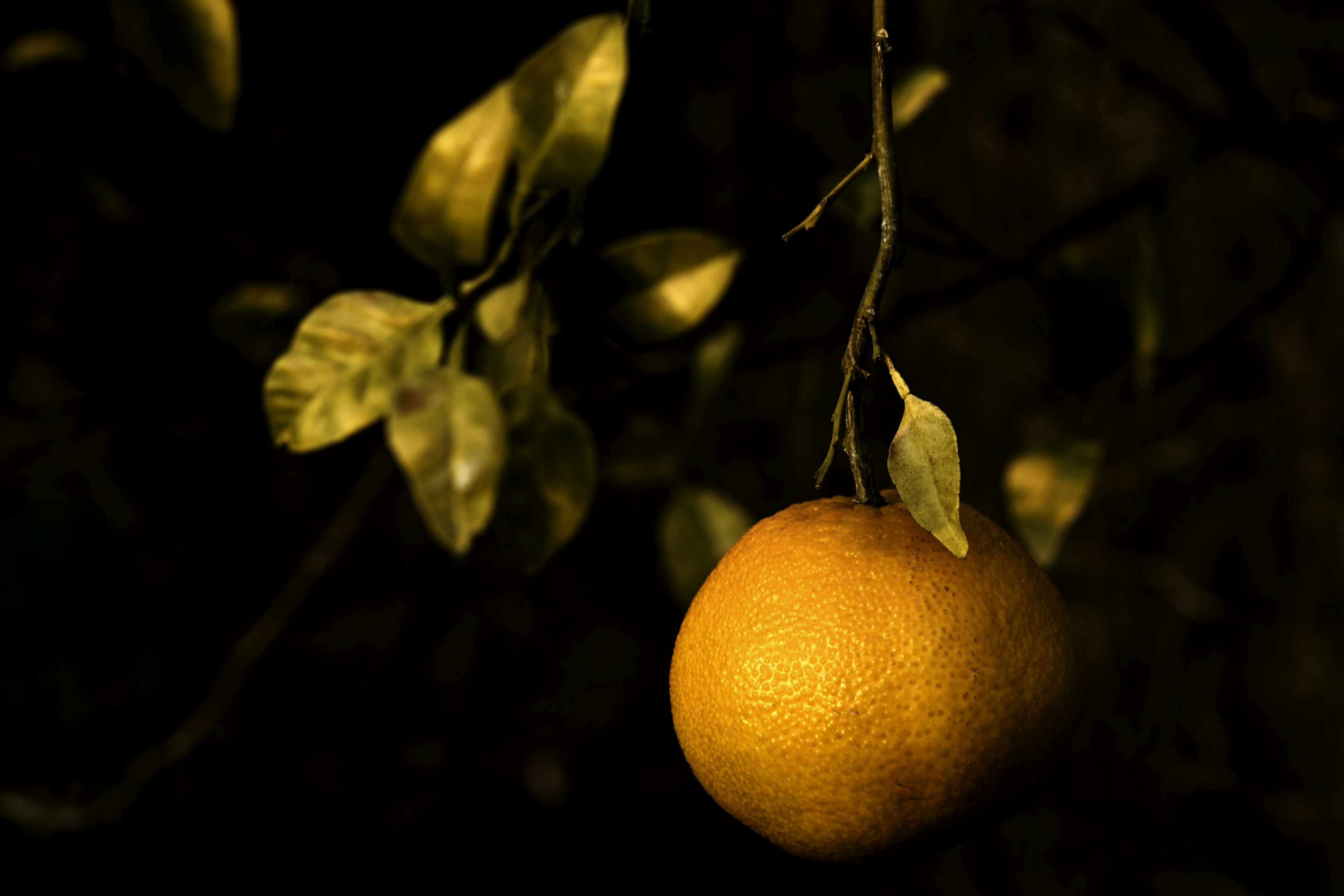 Fruit orange suspendu à une branche avec des feuilles vertes sur un fond sombre