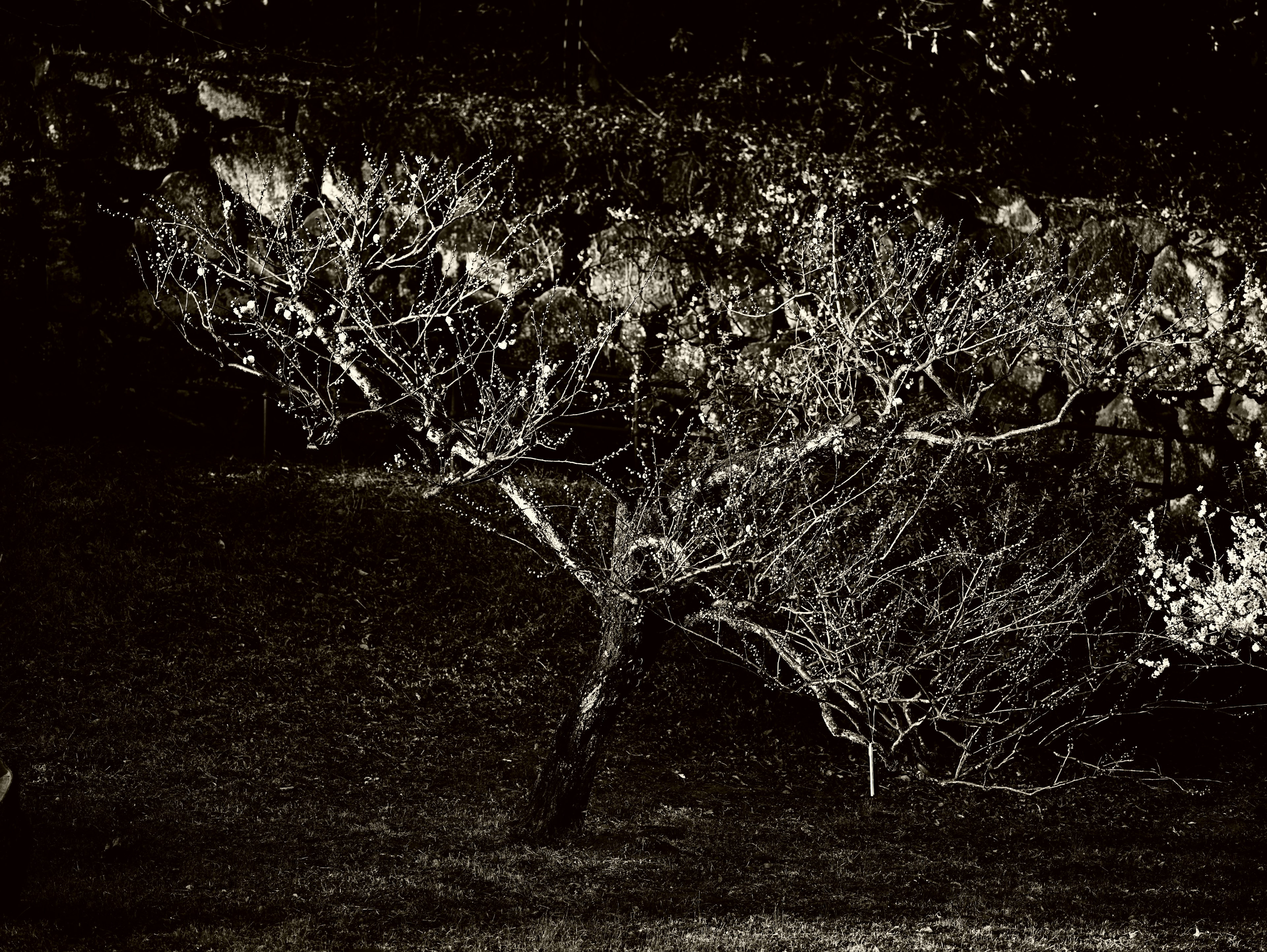 Immagine di un albero con rami bianchi luminosi su uno sfondo scuro