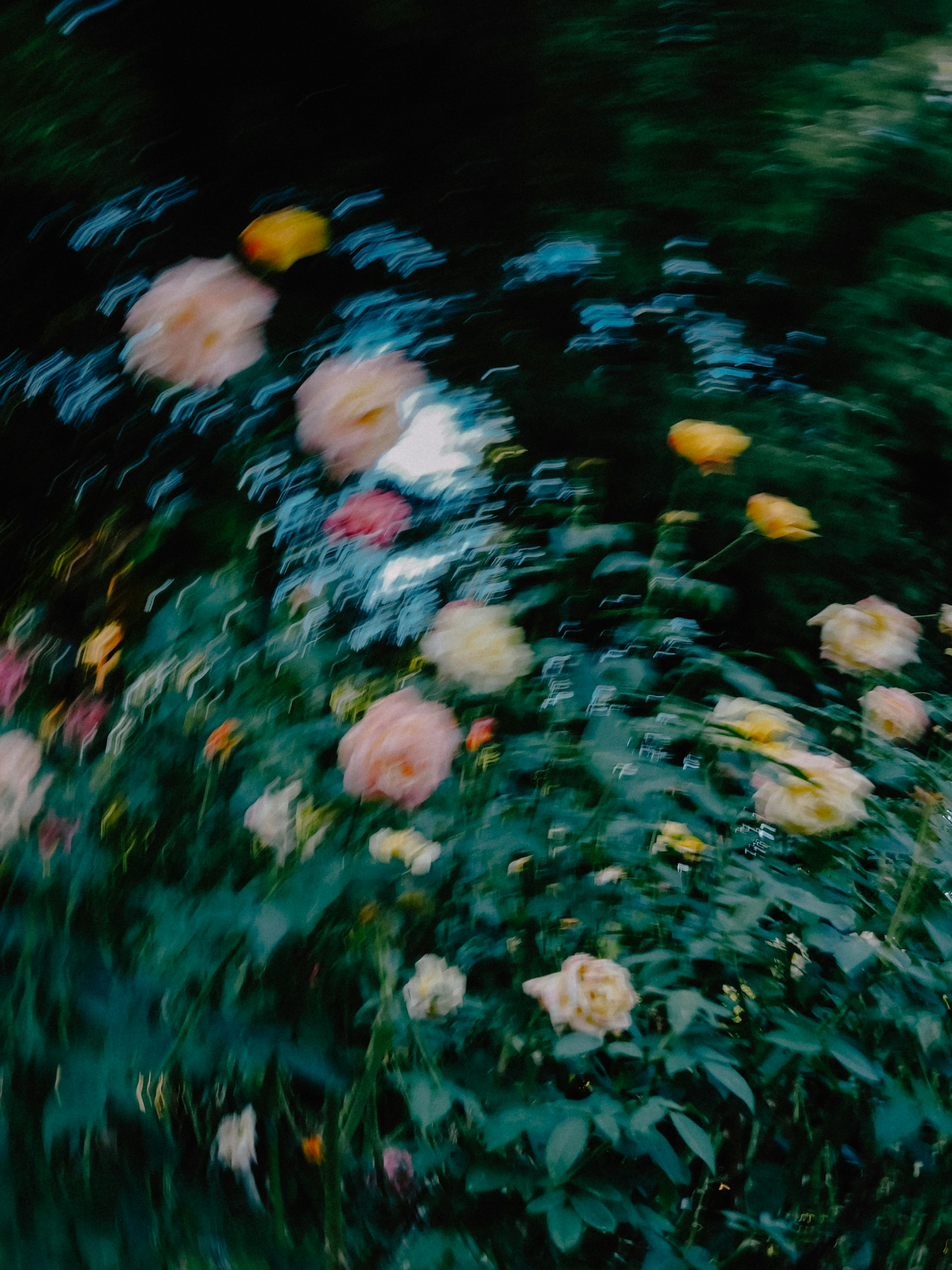 Blurred image of colorful roses against a green background