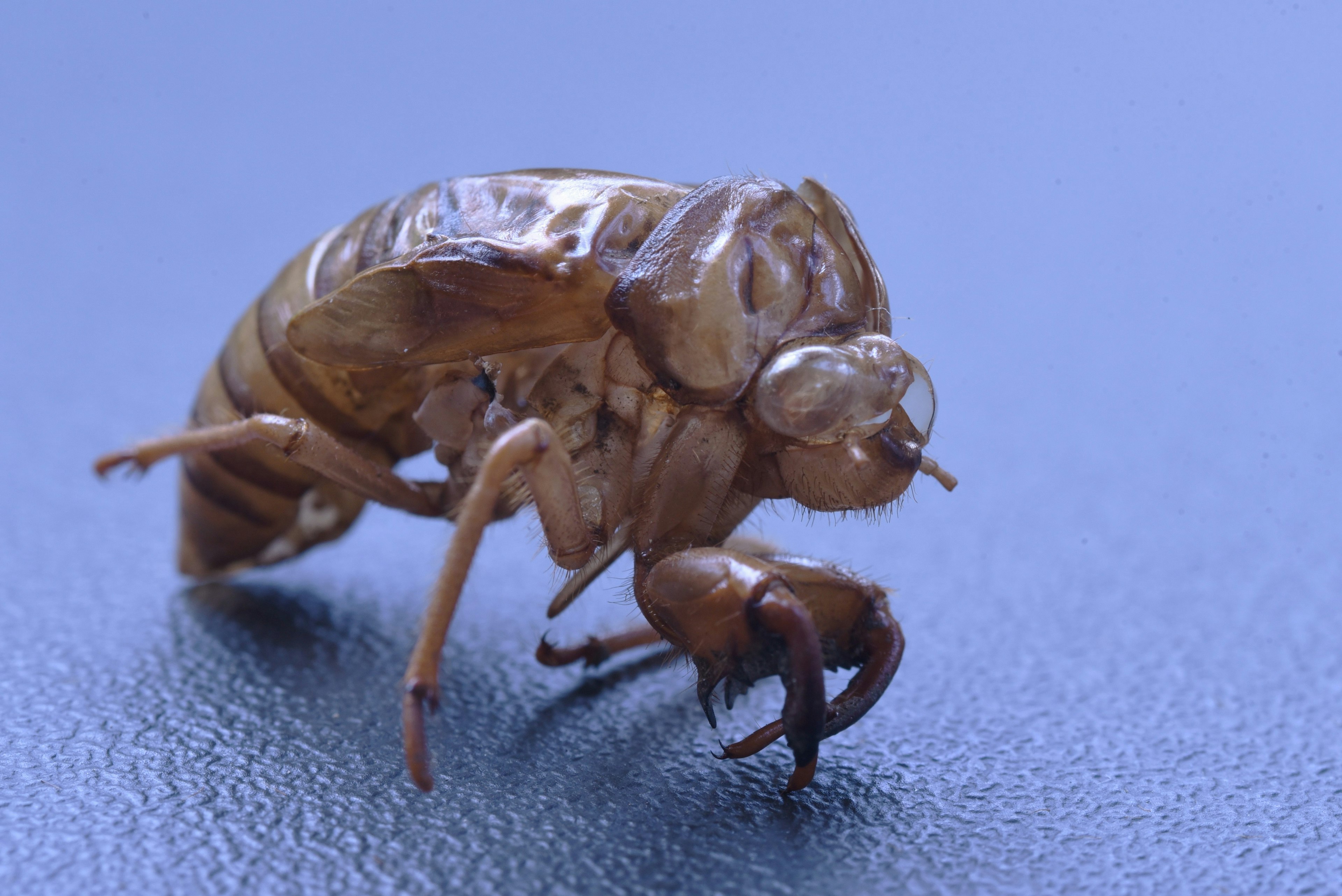 Conchiglia di cicala marrone su uno sfondo blu