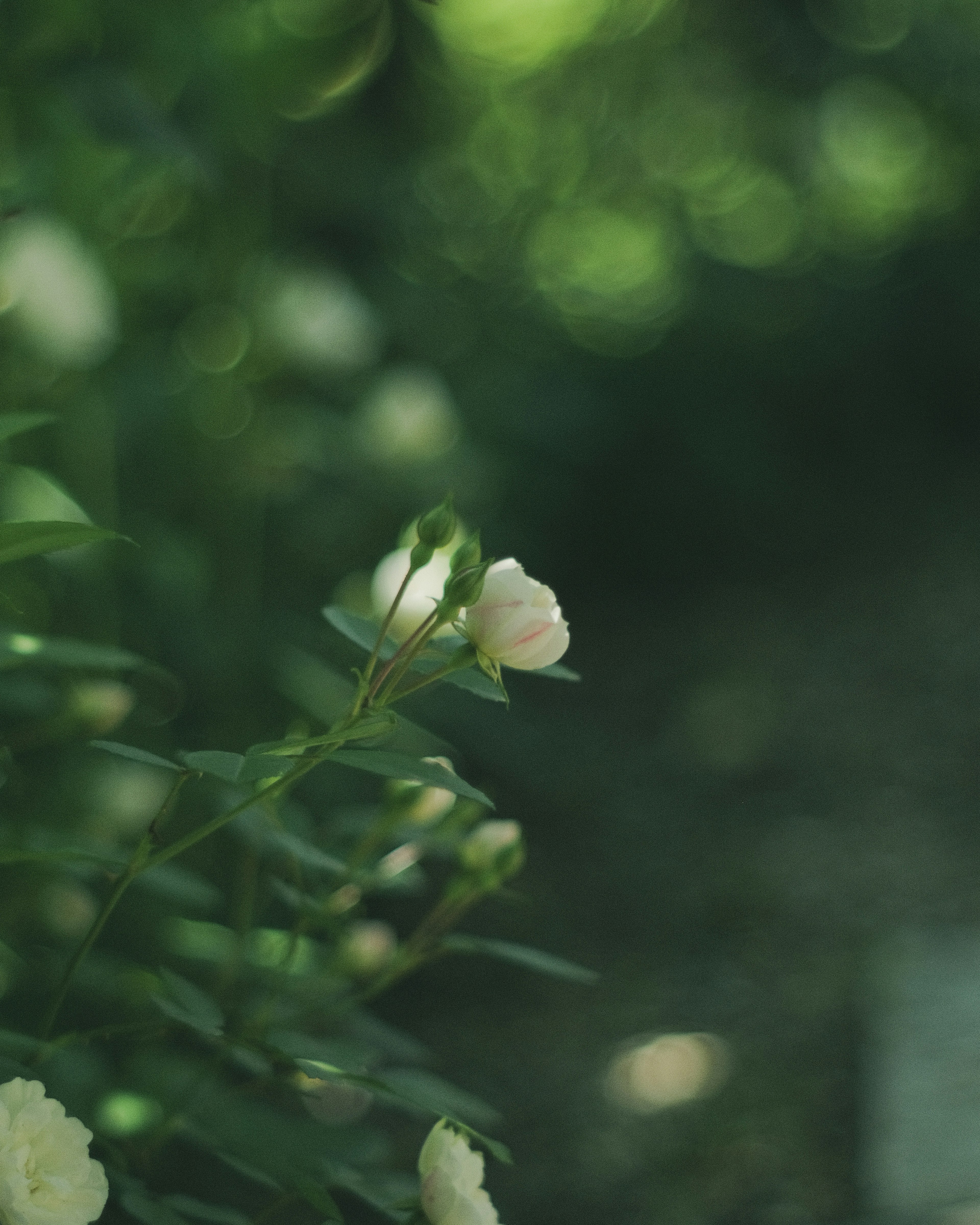 緑の背景に白い花のつぼみが見える画像