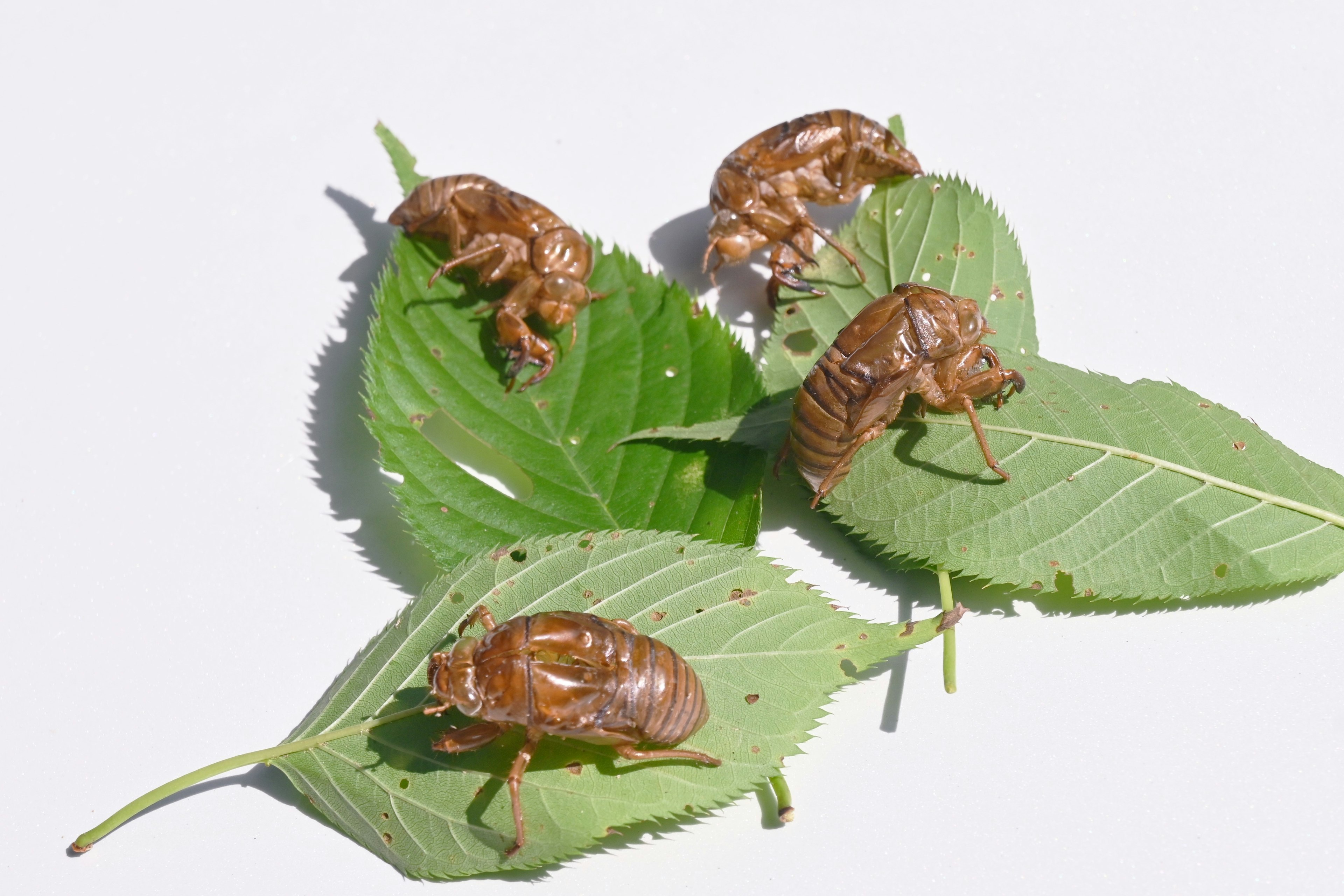 Multiple conchiglie di cicala su foglie verdi