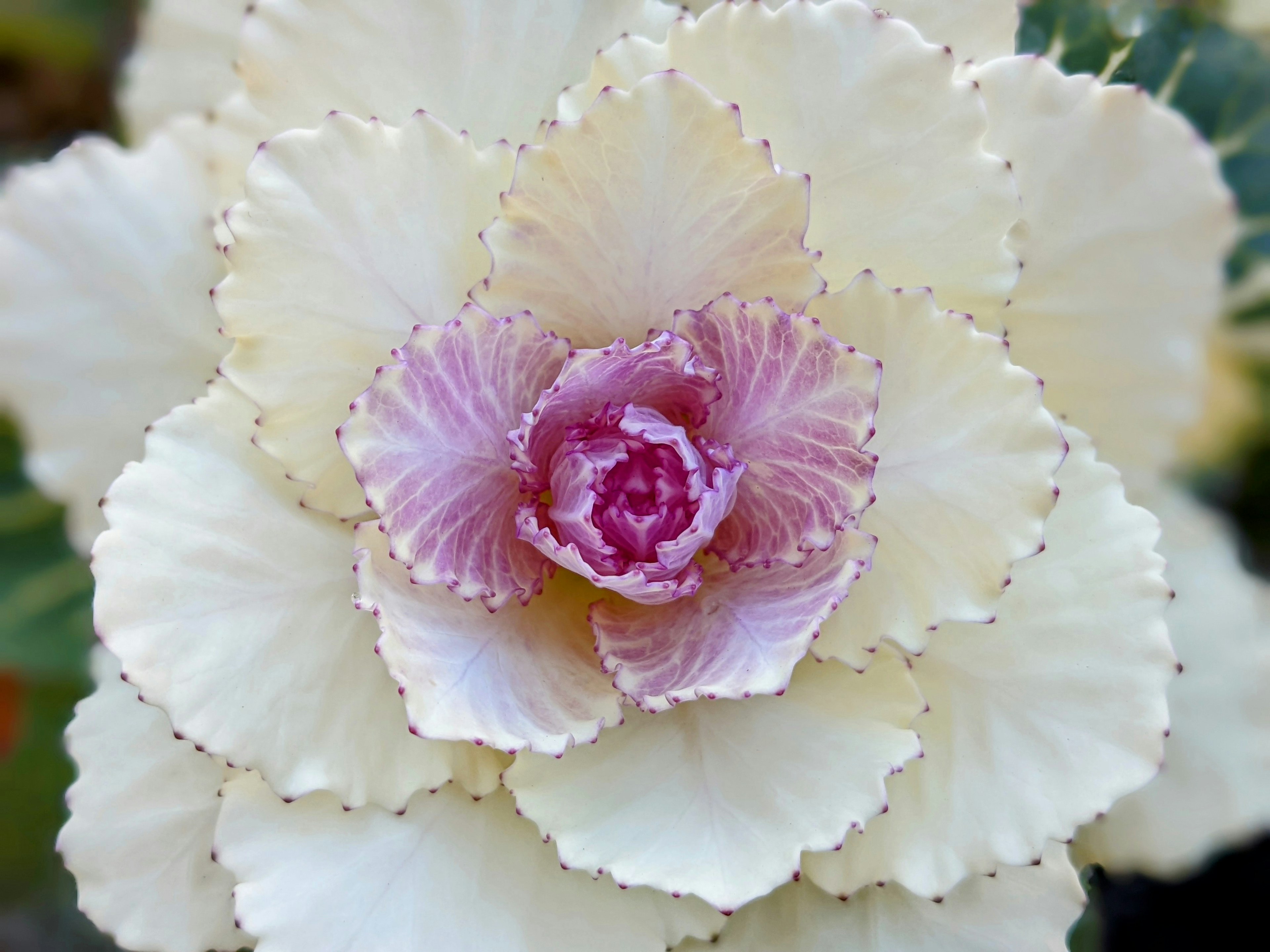 Arreglo floral con hojas blancas y una flor rosa en el centro