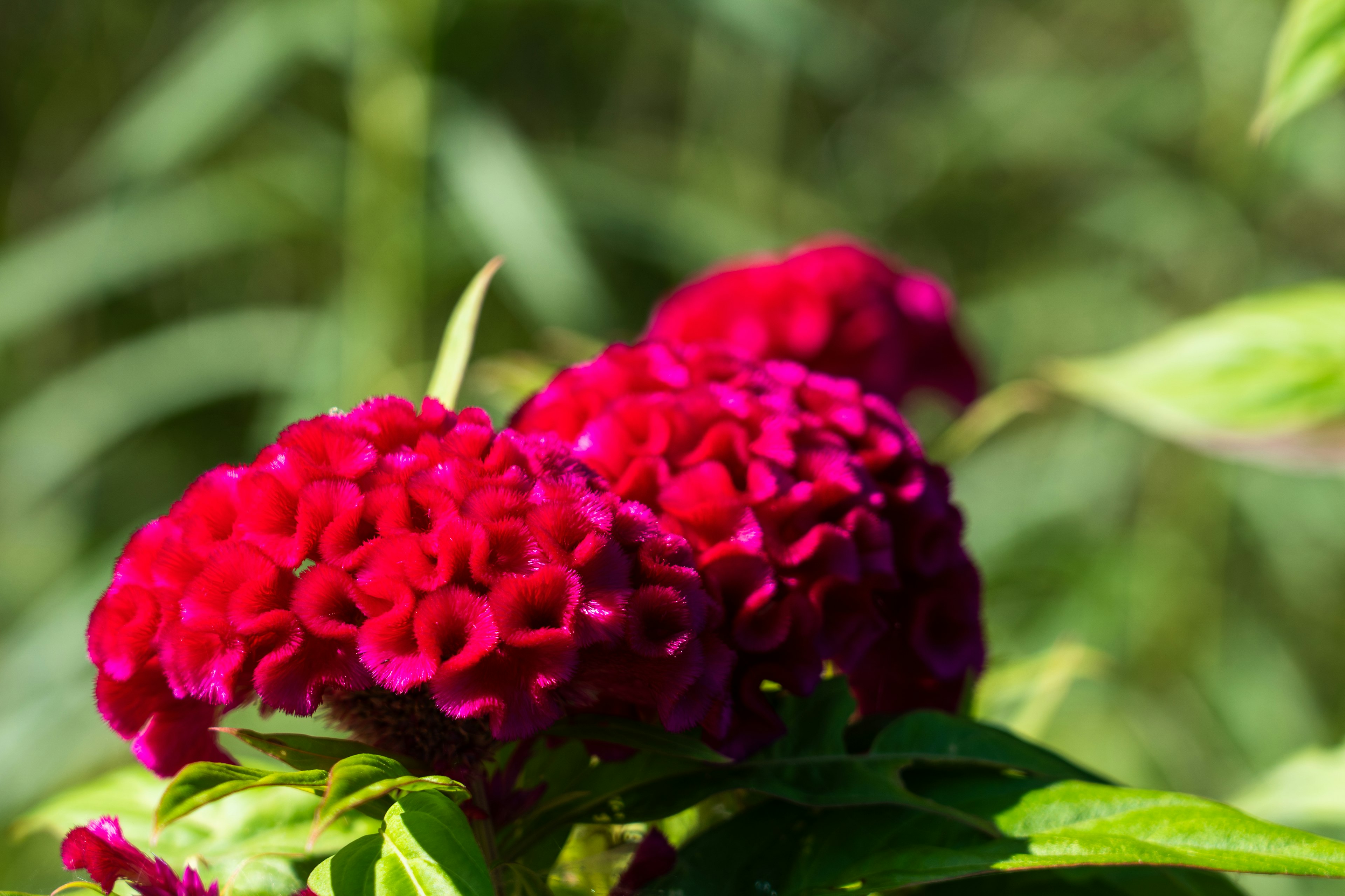 Close-up bunga merah cerah pada tanaman