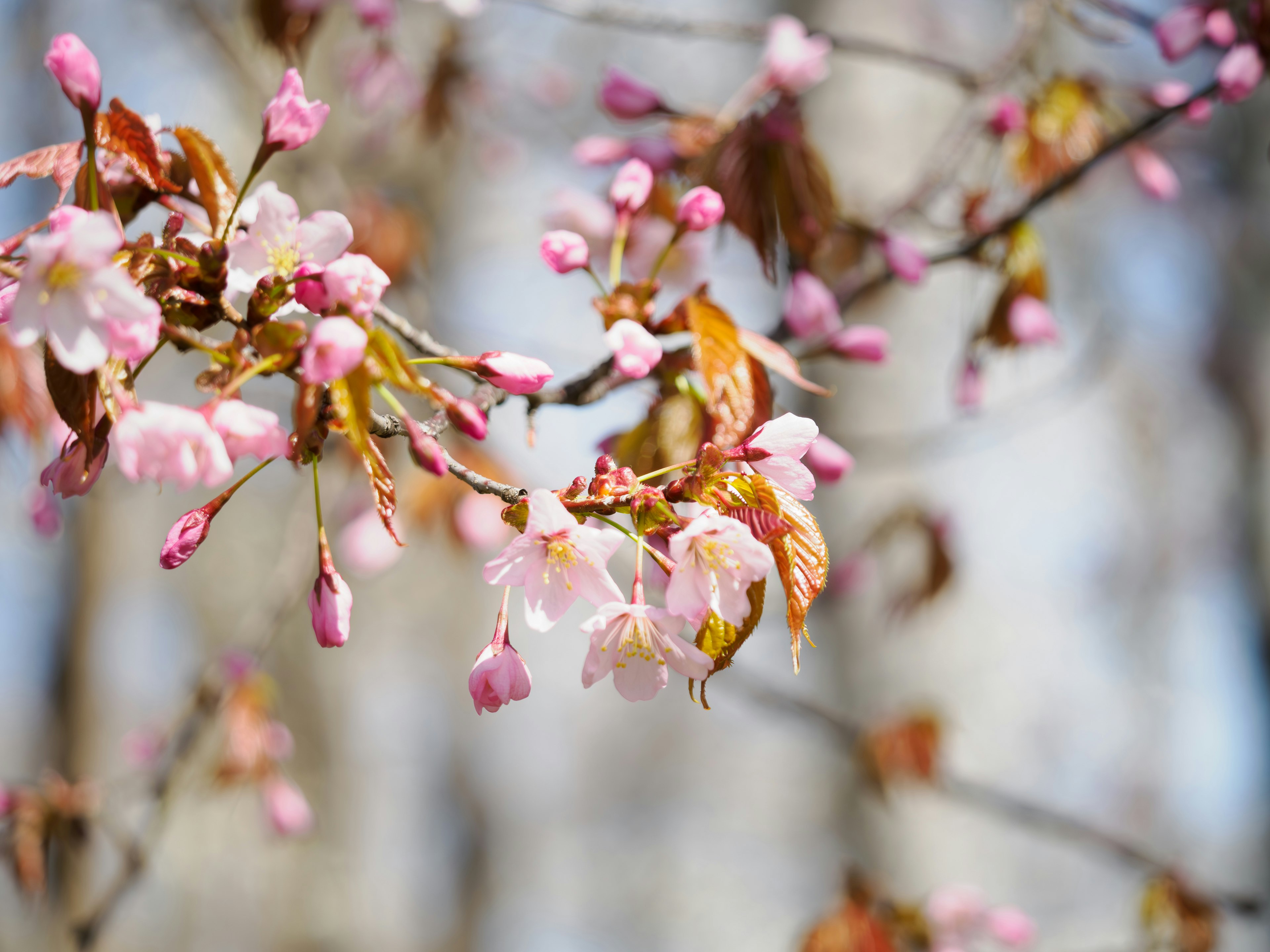 Cabang bunga sakura dengan bunga pink dan daun muda