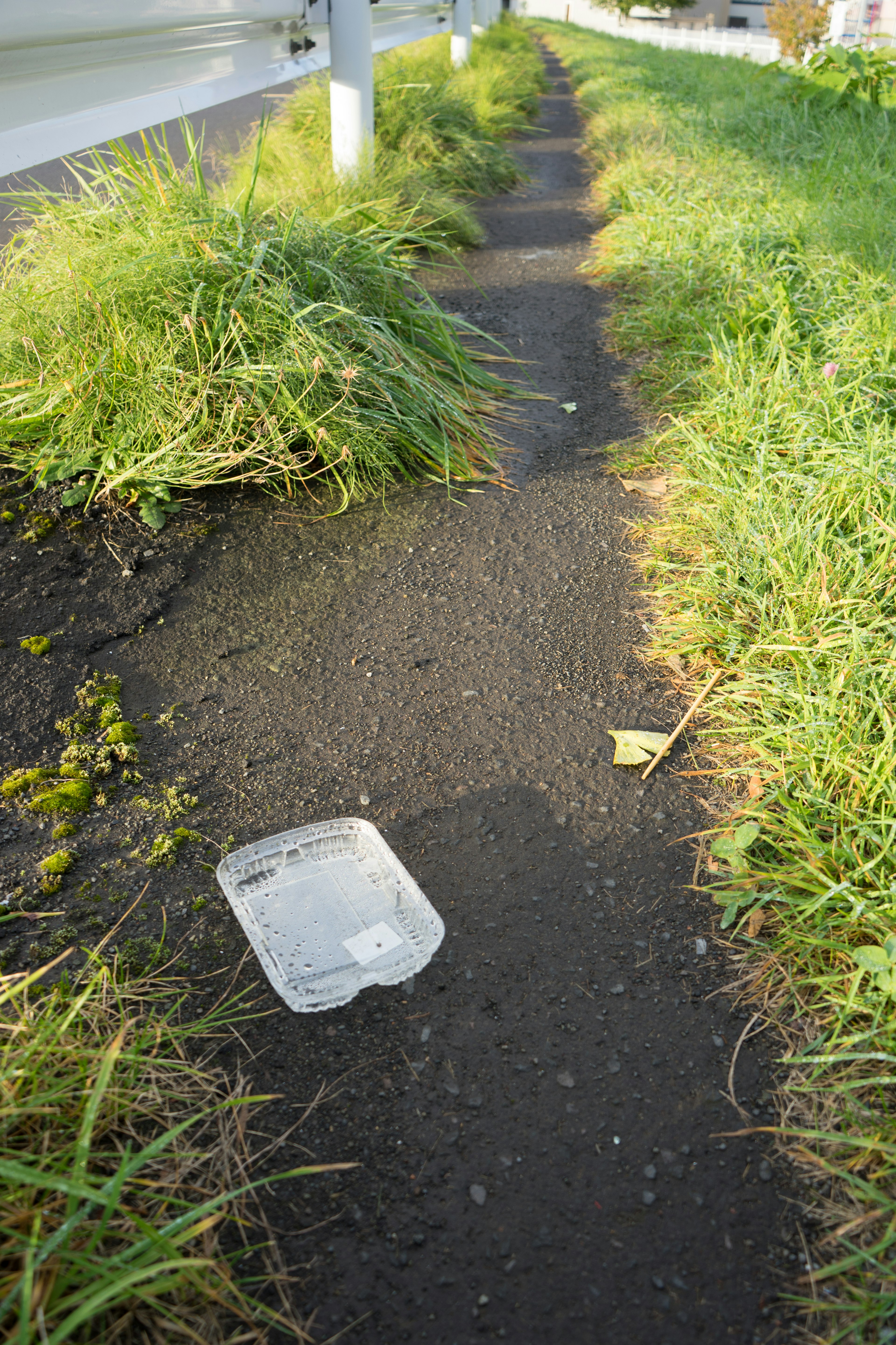 Plastic container and grass on the sidewalk