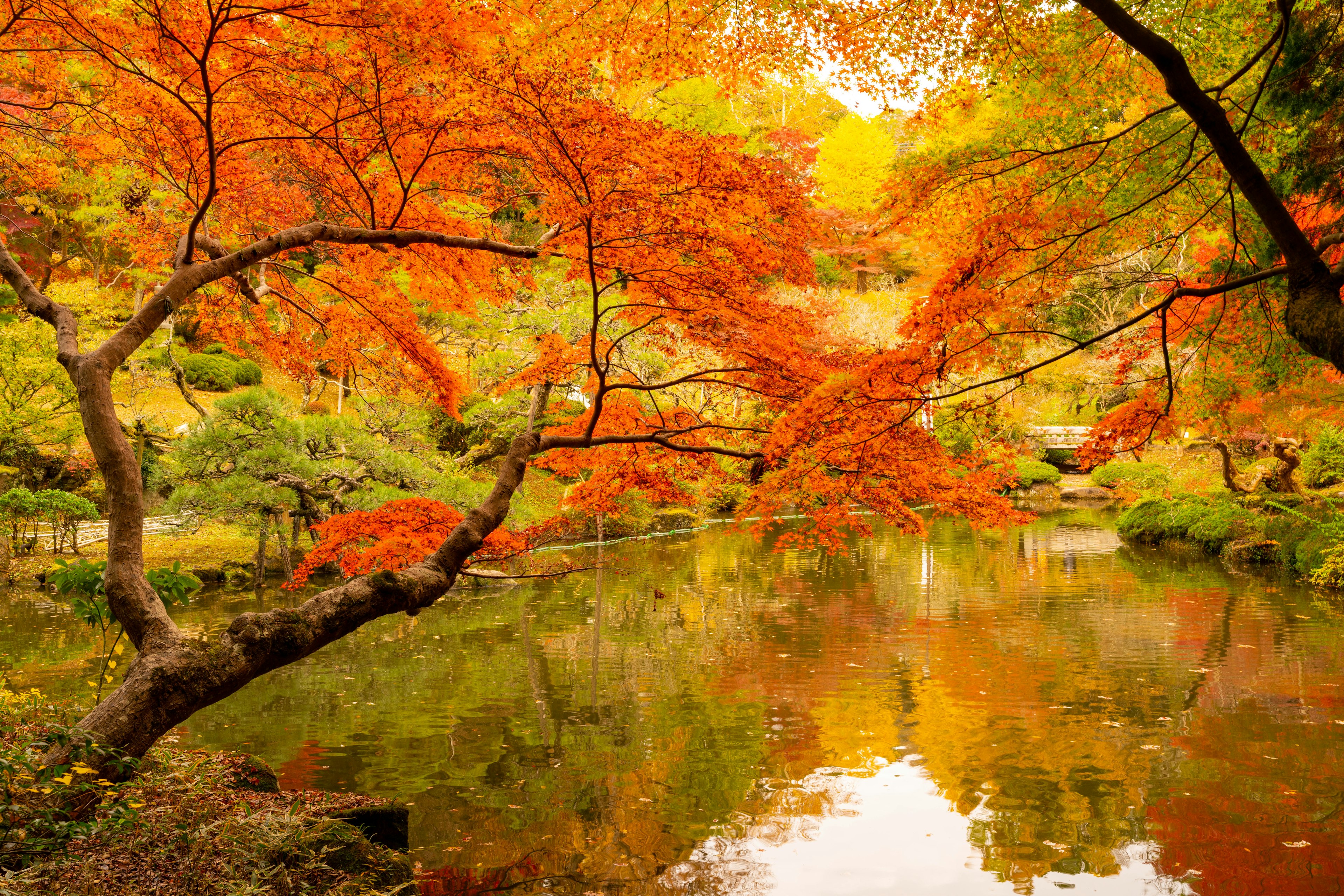 Malersicher Blick auf einen Gartenweiher umgeben von lebendigem Herbstlaub