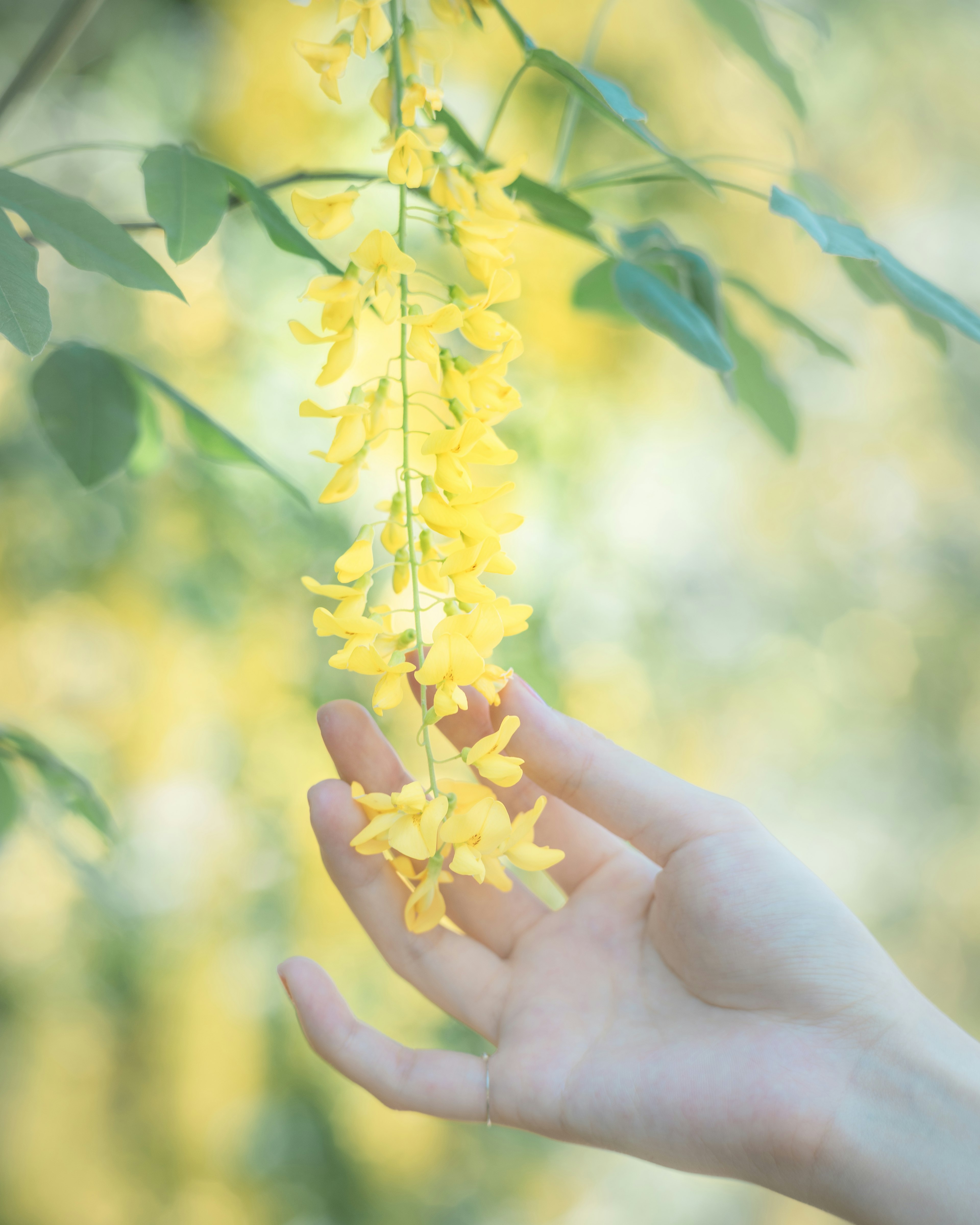 Immagine di una mano che tocca delicatamente fiori gialli