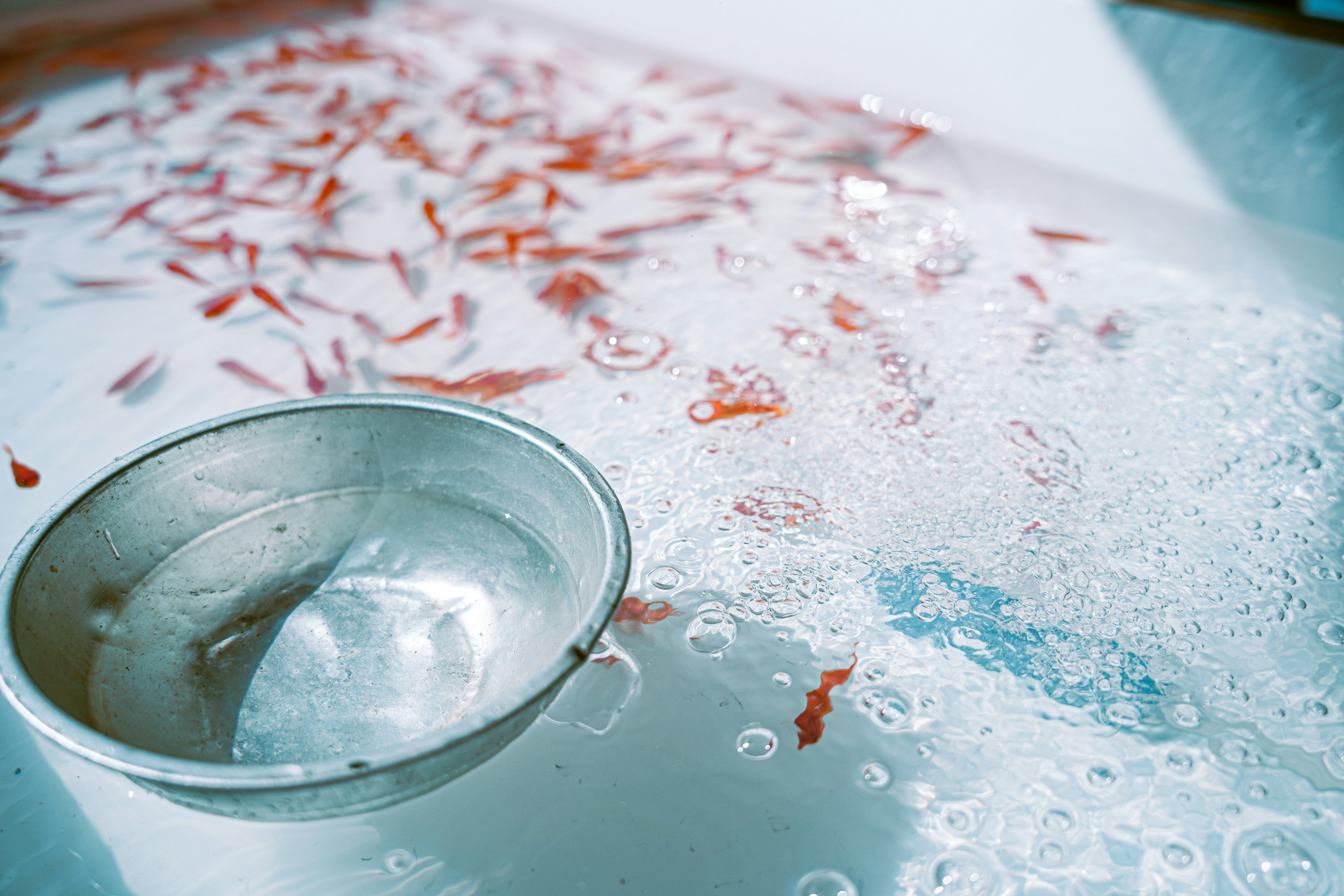 Scène avec de petits poissons rouges dans l'eau et un bol en métal