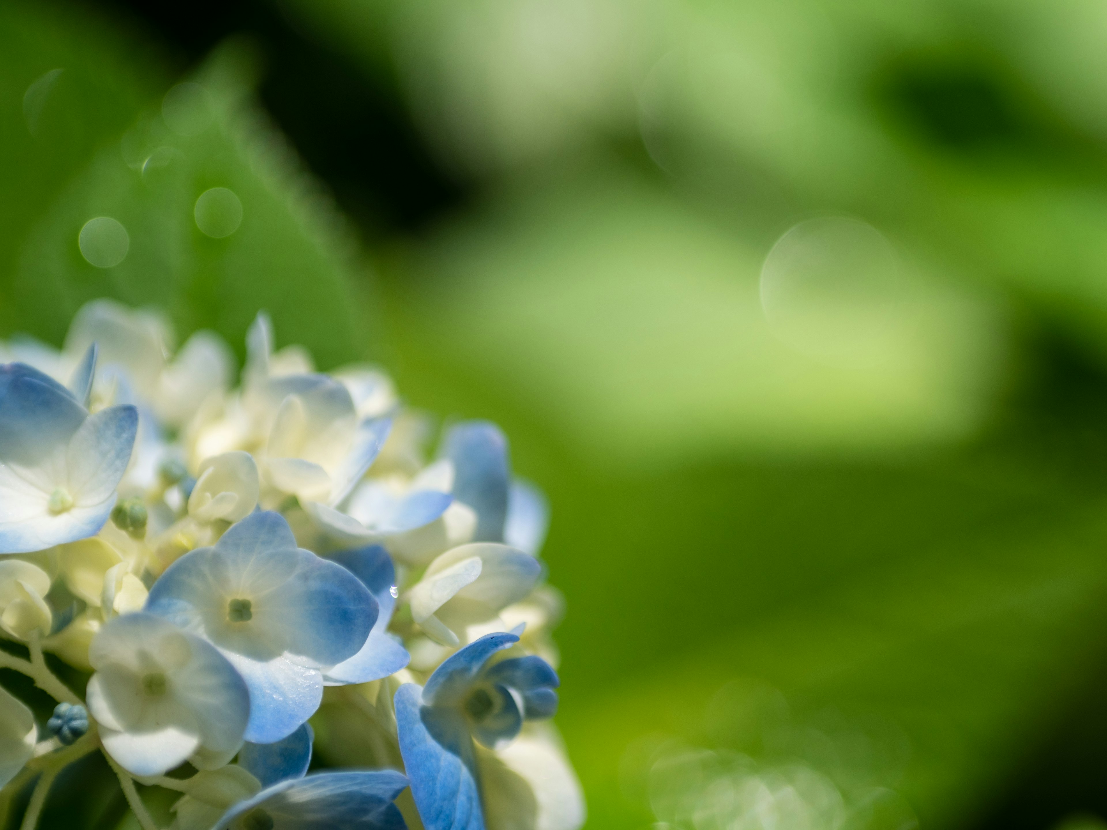 Close-up bunga hidrangea dengan kelopak biru dan putih di latar belakang hijau yang kabur