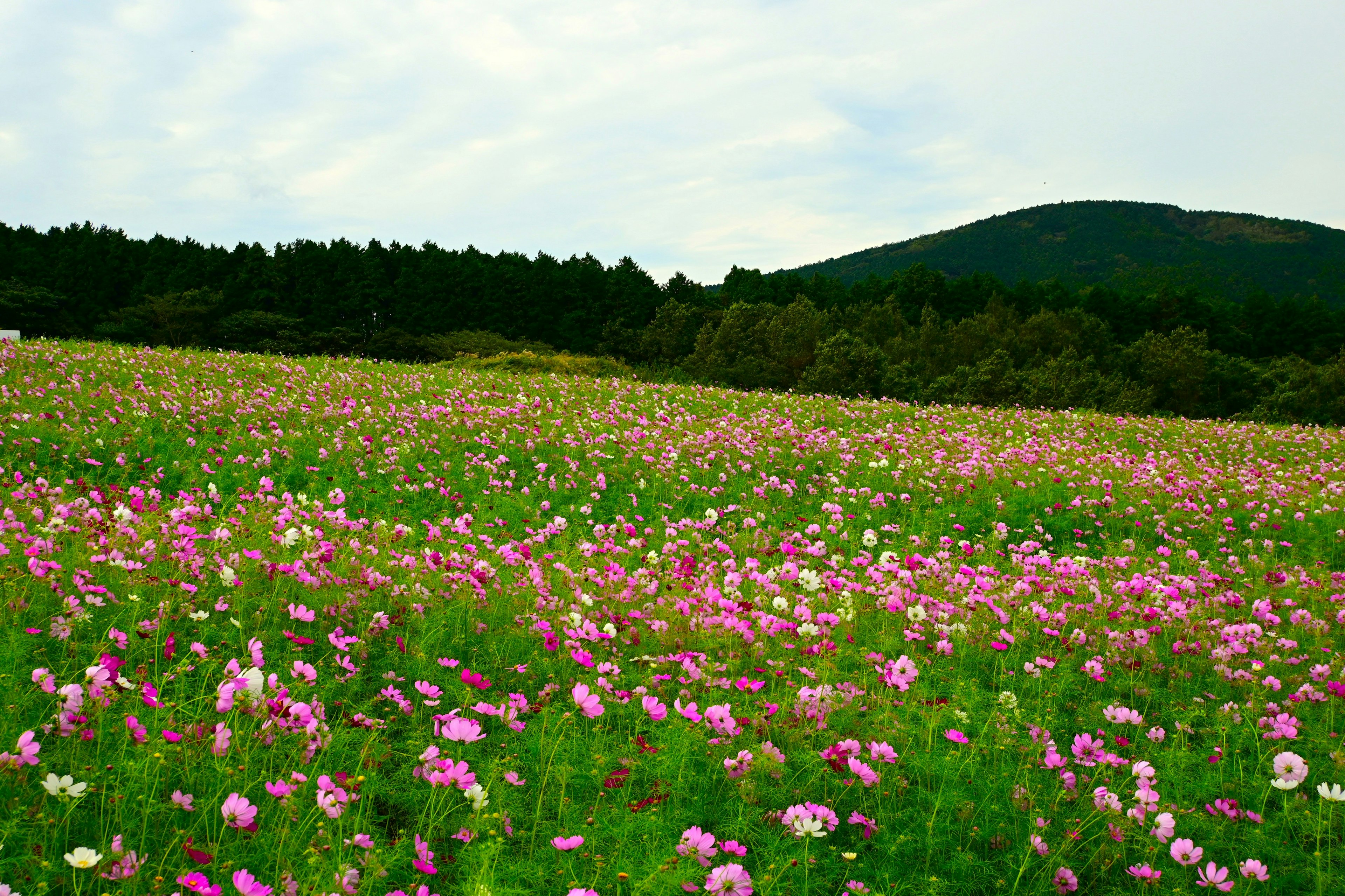 Weites Feld mit bunten Blumen und einem Berg im Hintergrund