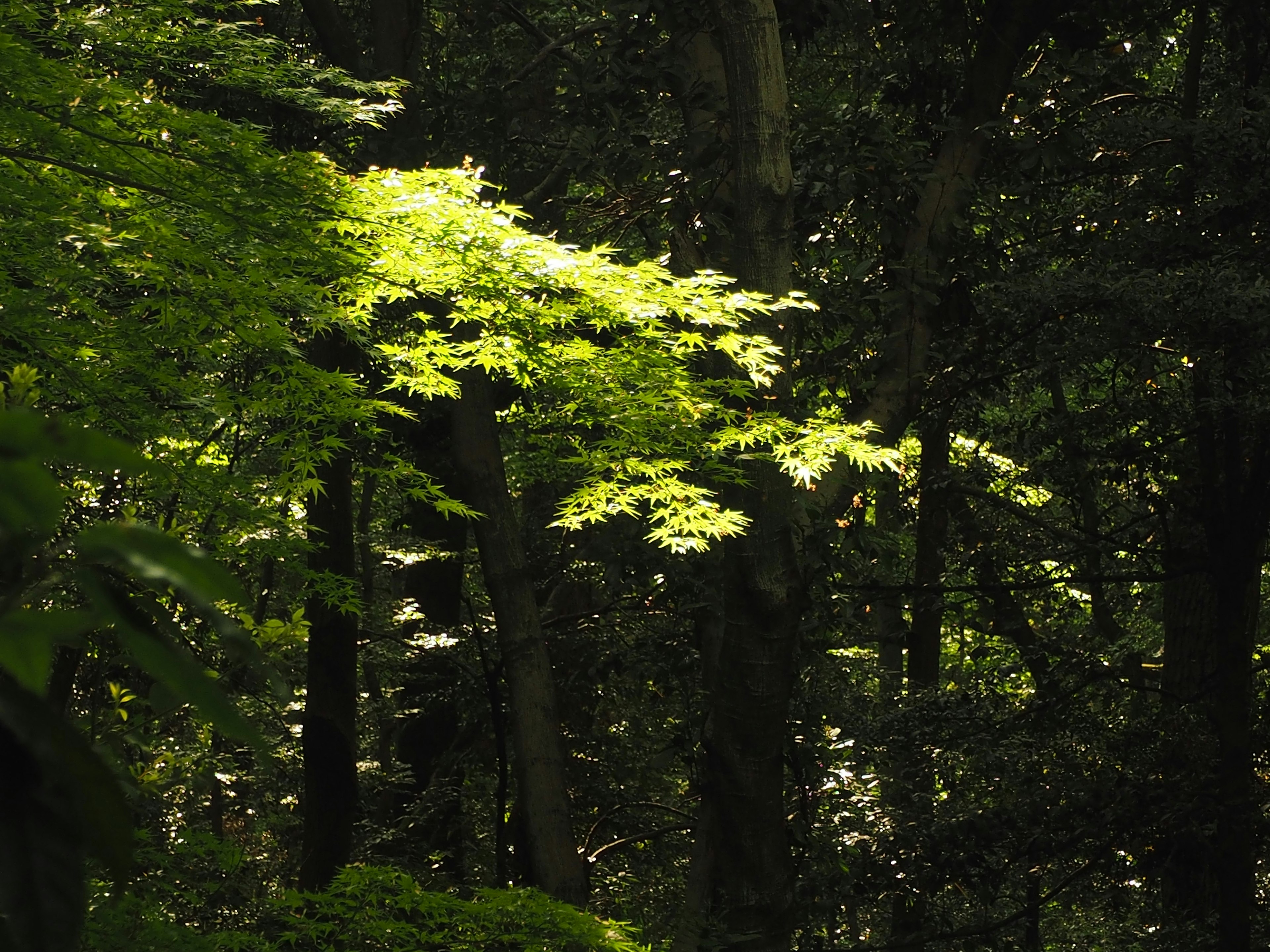 Helle grüne Blätter leuchten in einem dunklen Wald