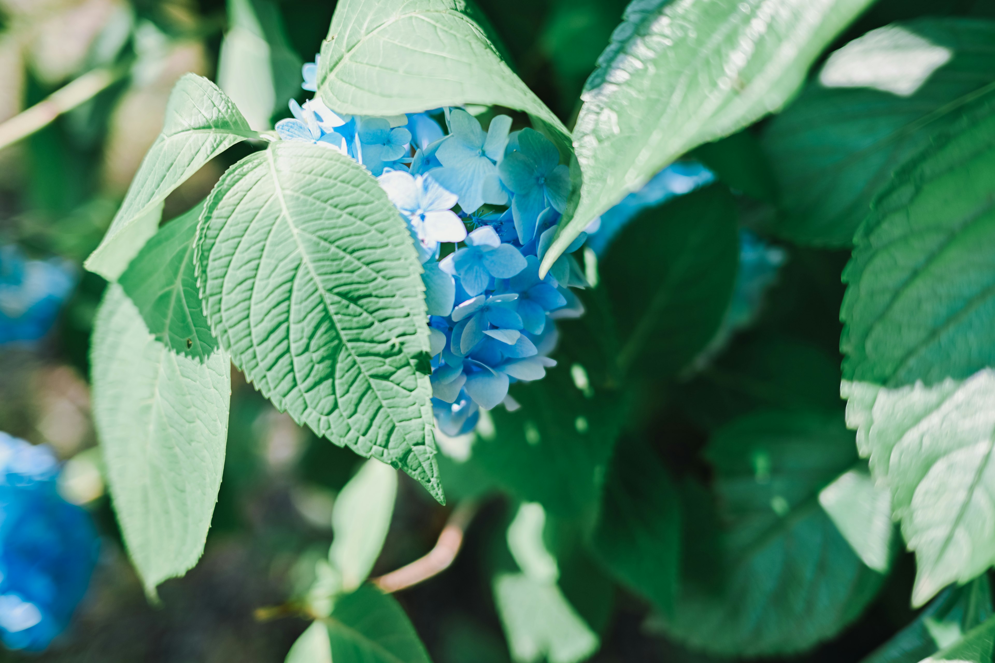 Gros plan sur des fleurs bleues et des feuilles vertes sur une plante