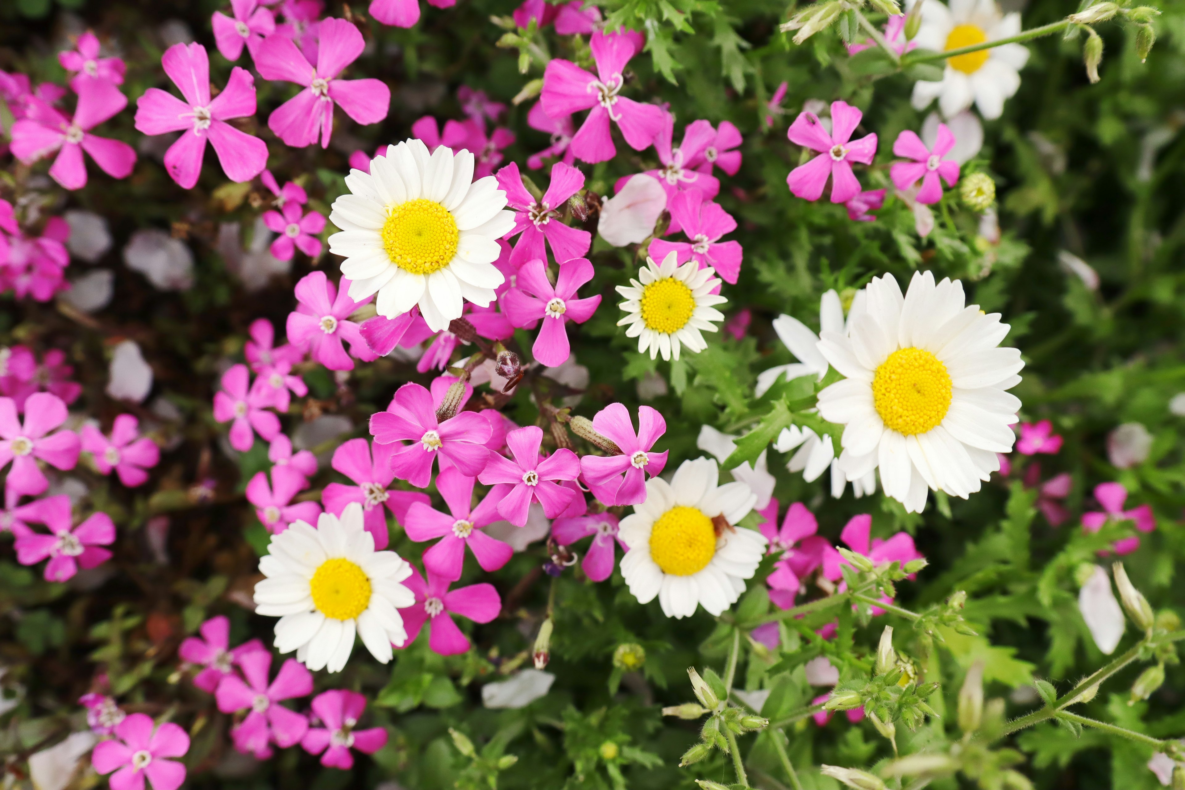 Bunter Blumengarten mit weißen Gänseblümchen und rosa Blumen