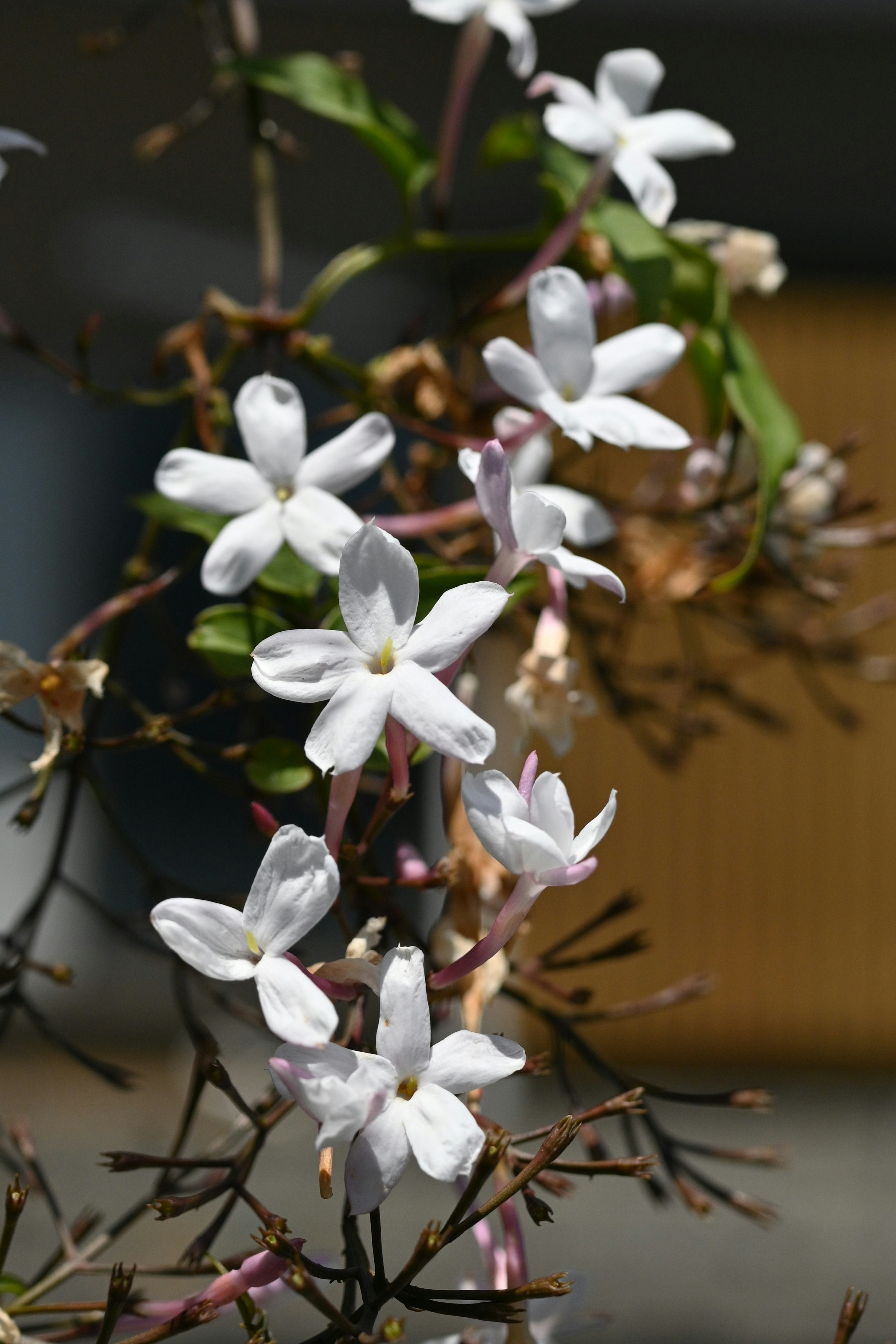 Close-up of white jasmine flowers blooming on a branch