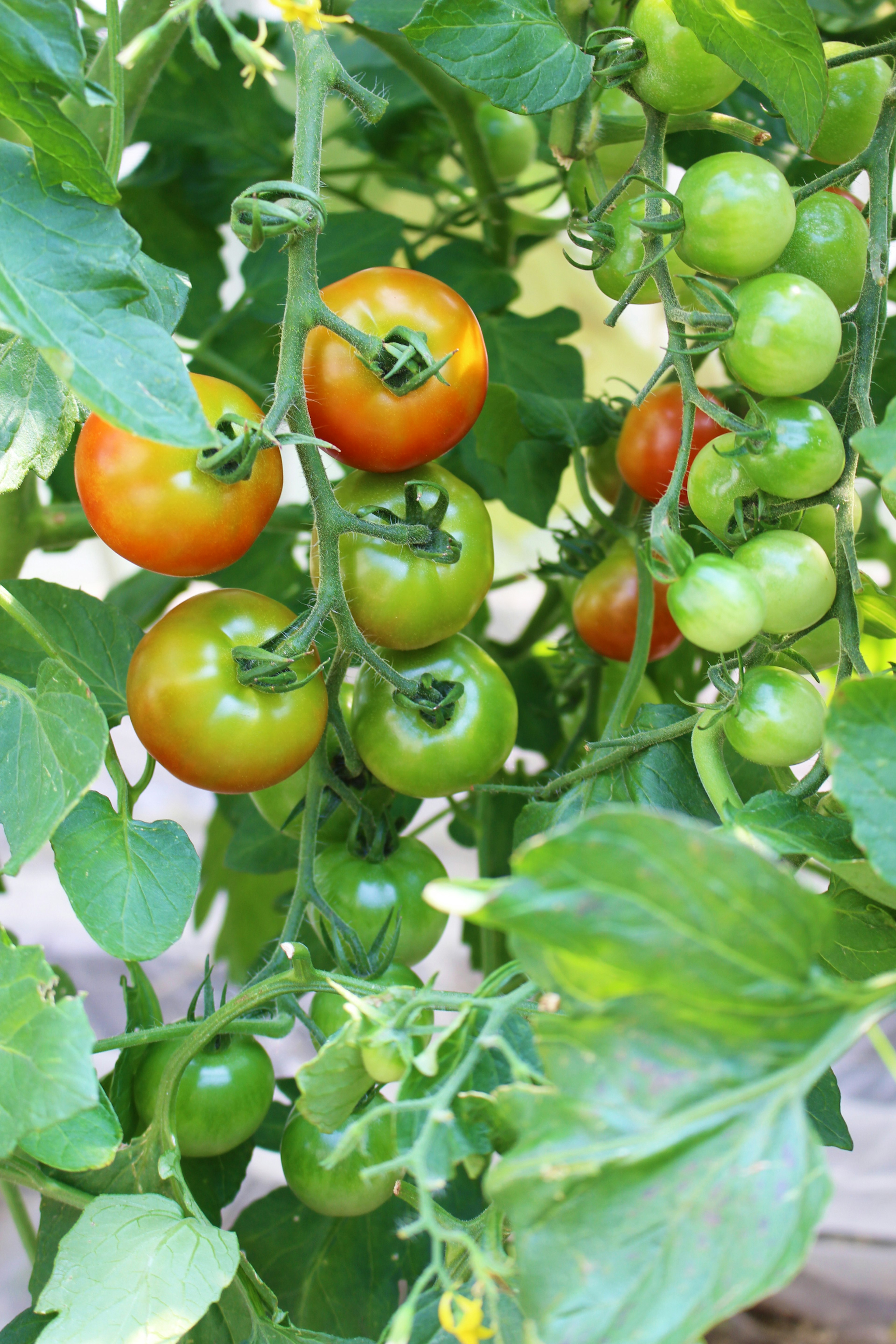 Tomatenpflanze mit roten und grünen Tomaten