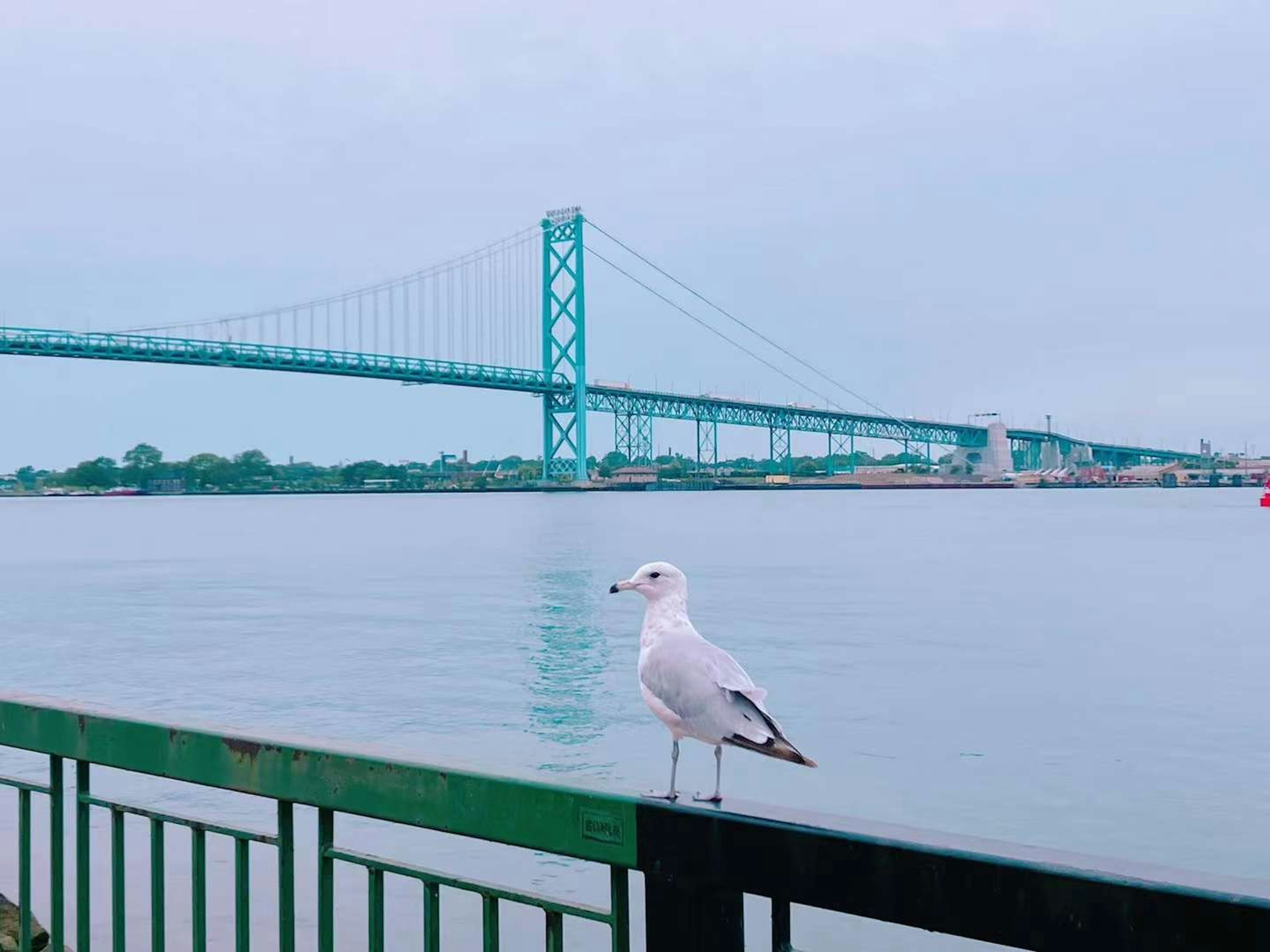 Une mouette blanche se tenant sur une balustrade avec un pont bleu en arrière-plan