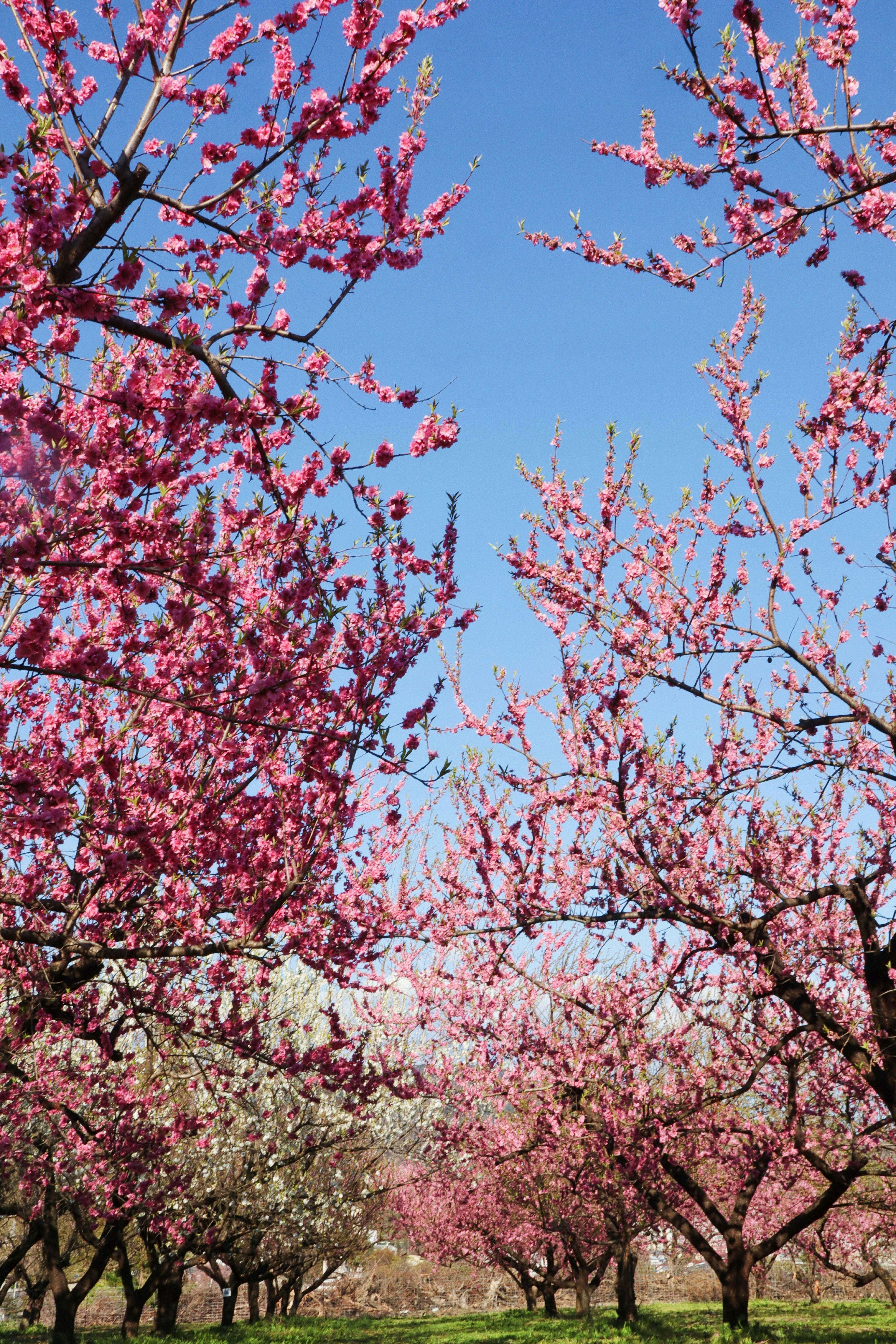 Blossoming cherry trees under a clear blue sky