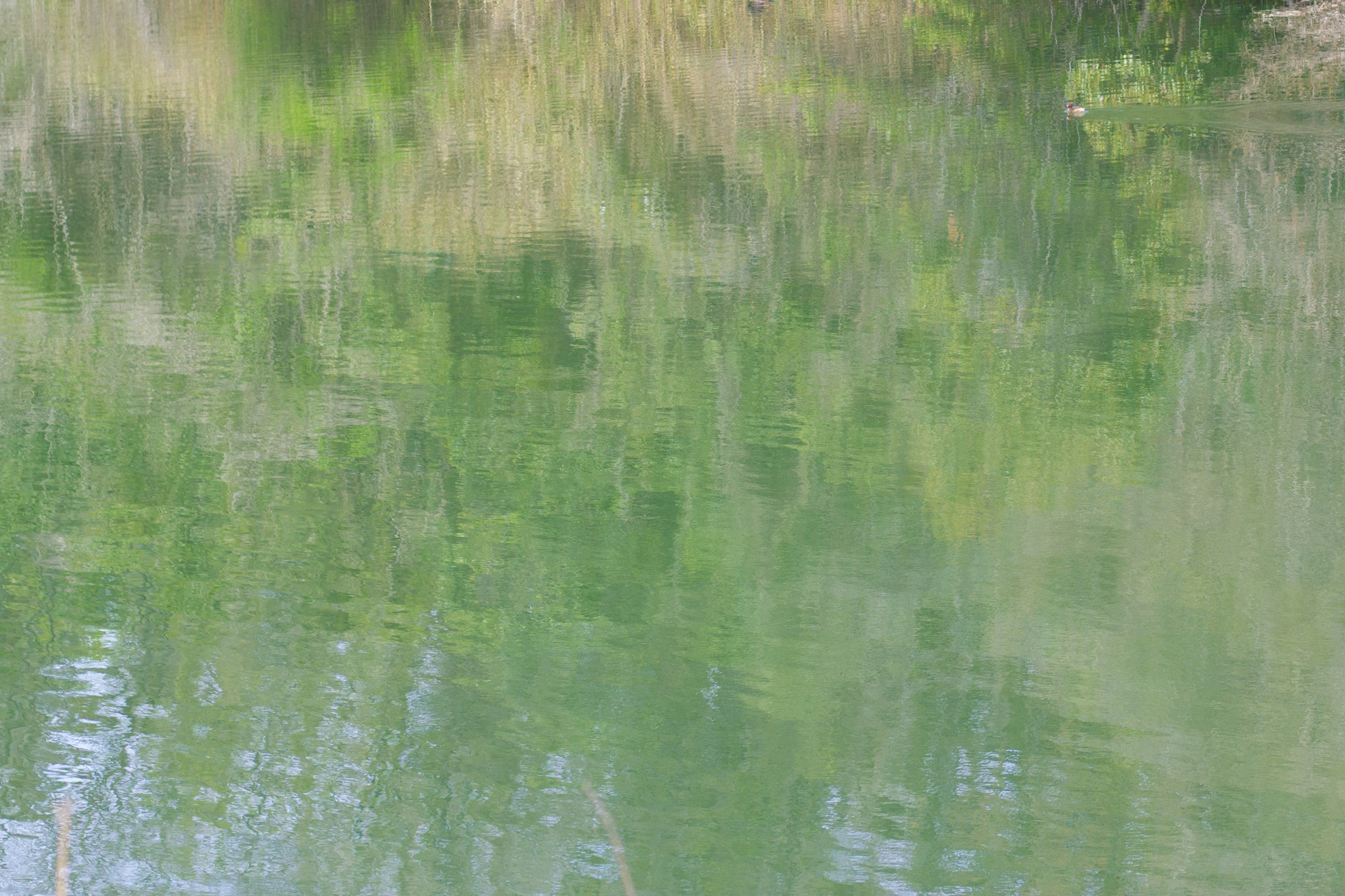 平静水面上的绿色植被倒影