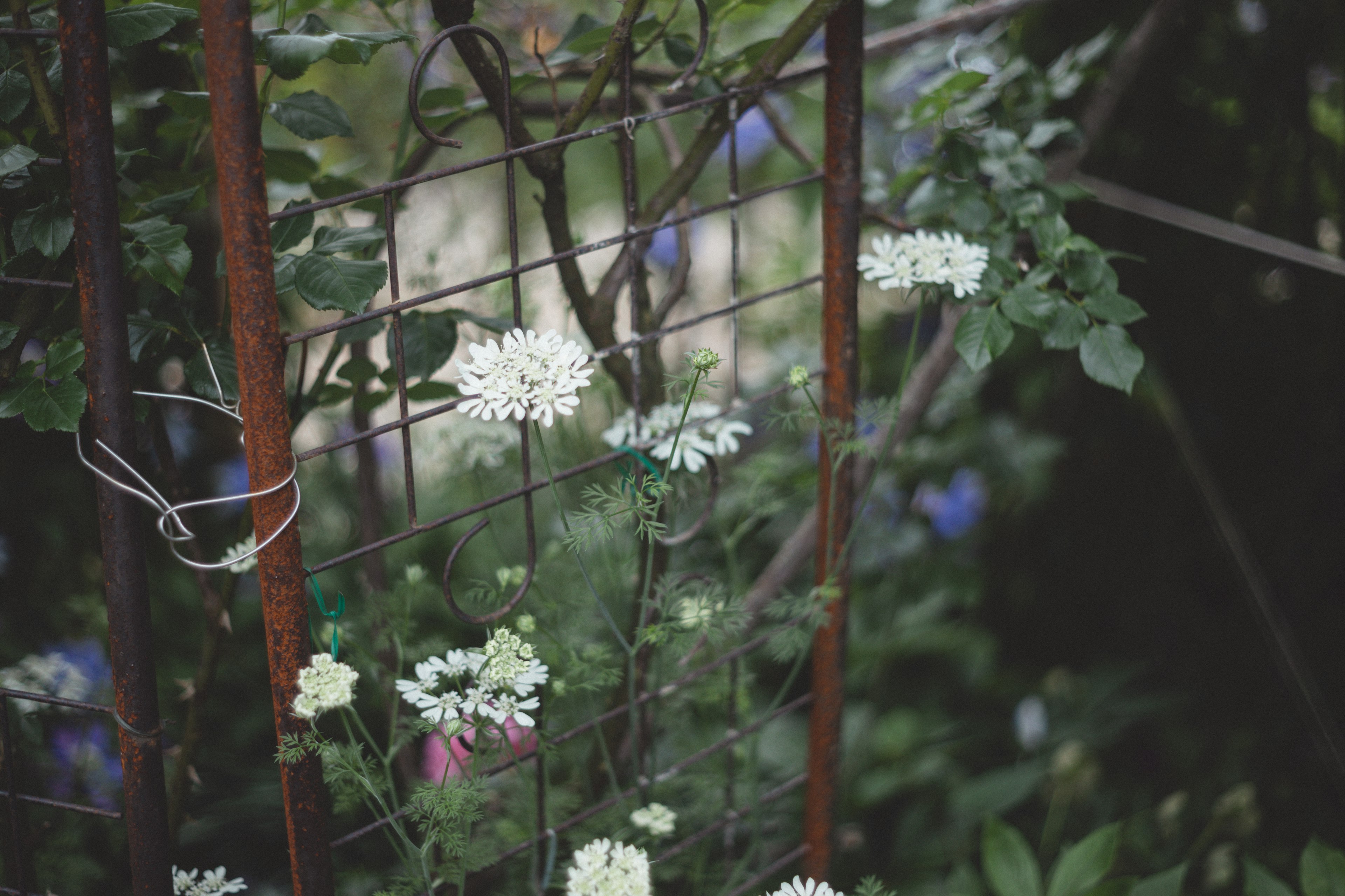 Fiori bianchi su un trellis in metallo arrugginito con fogliame verde