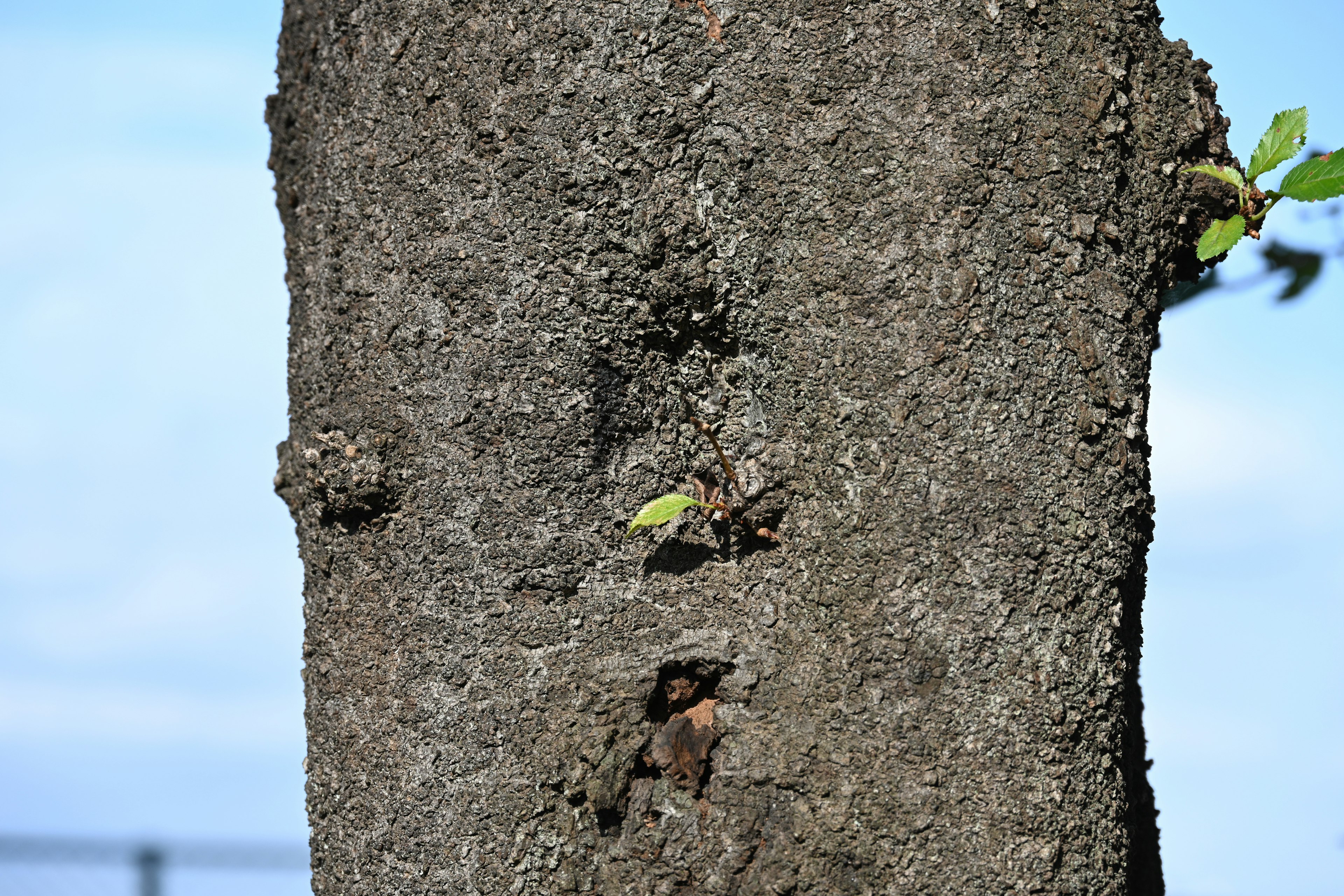 Gros plan sur un tronc d'arbre avec de petites feuilles et de la mousse