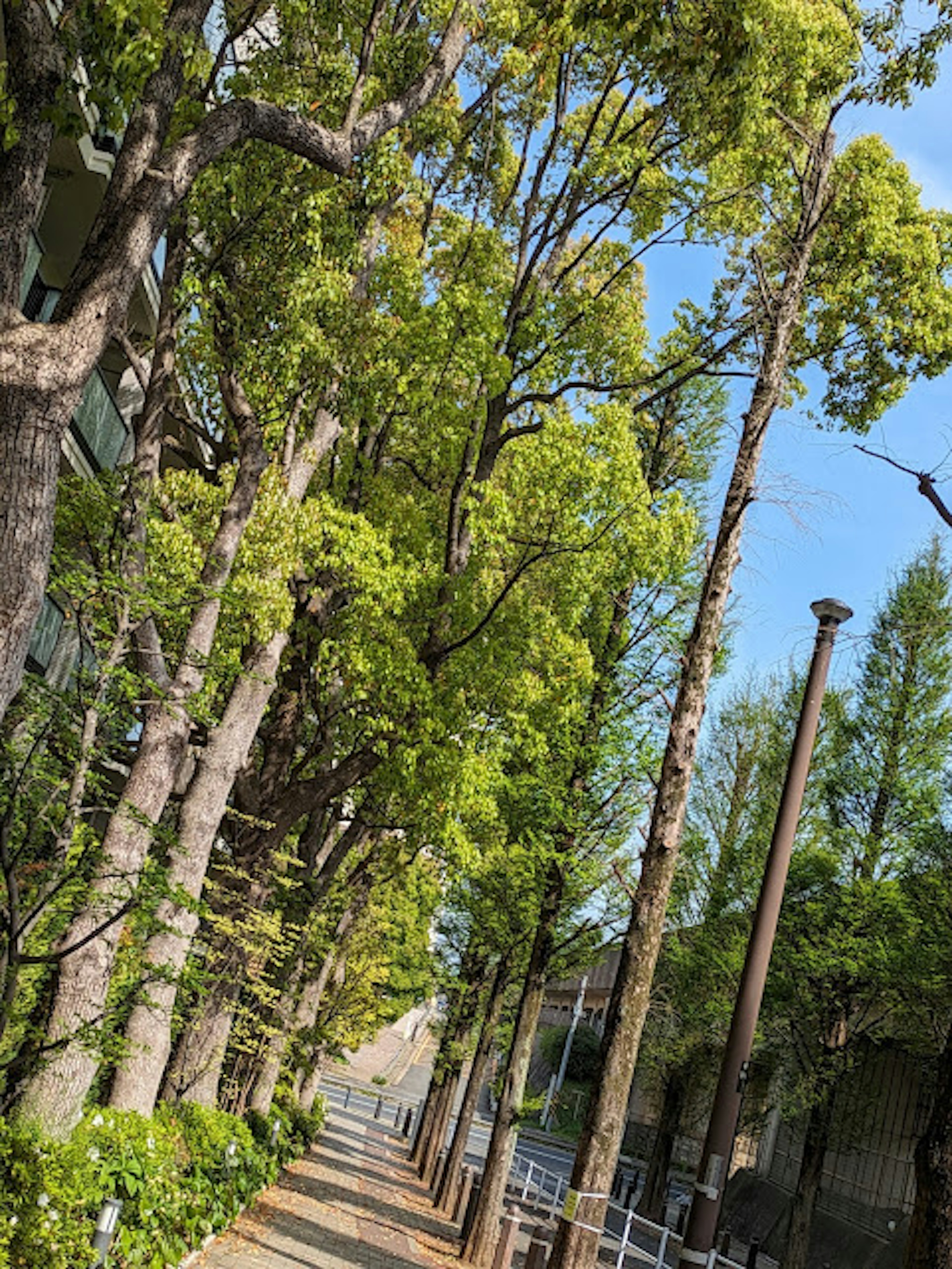 Alberi verdi rigogliosi che fiancheggiano un sentiero pavimentato sotto un cielo blu chiaro