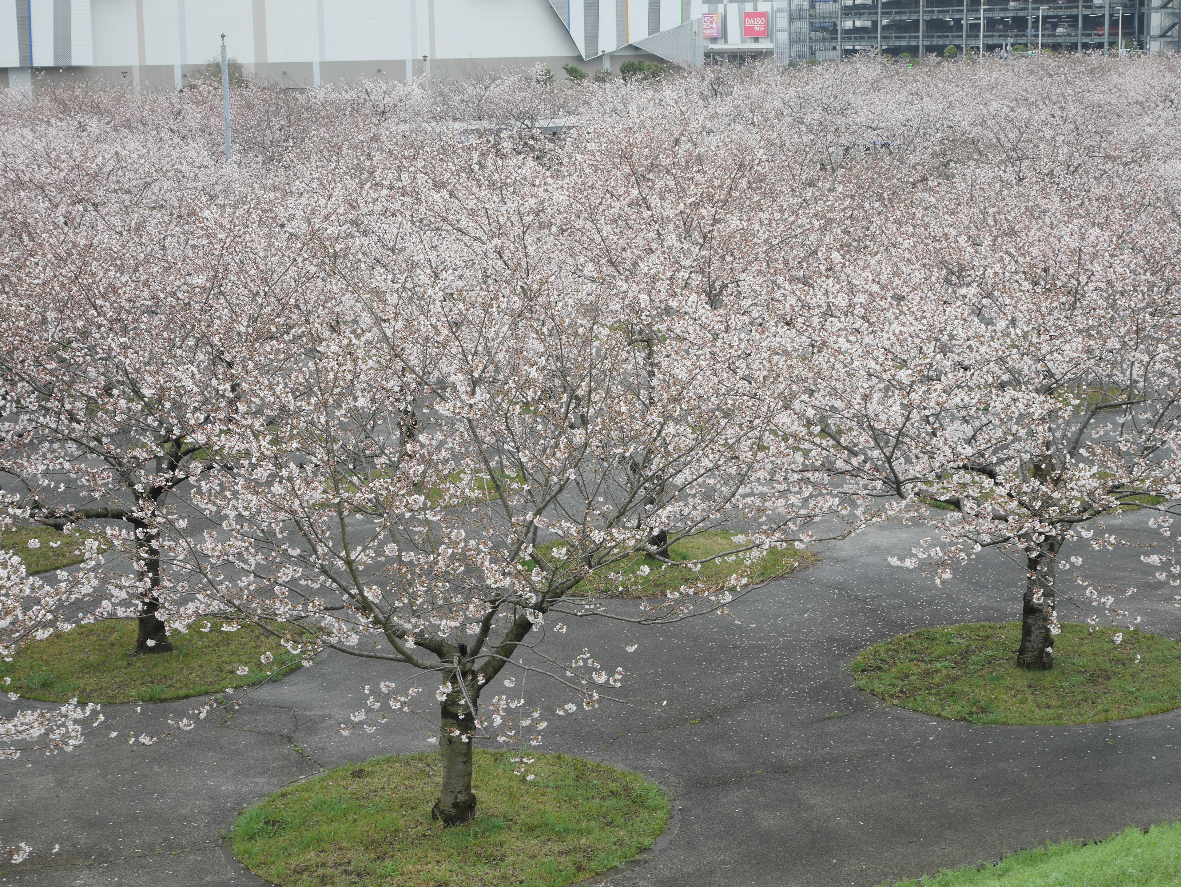 Pohon sakura yang mekar di taman