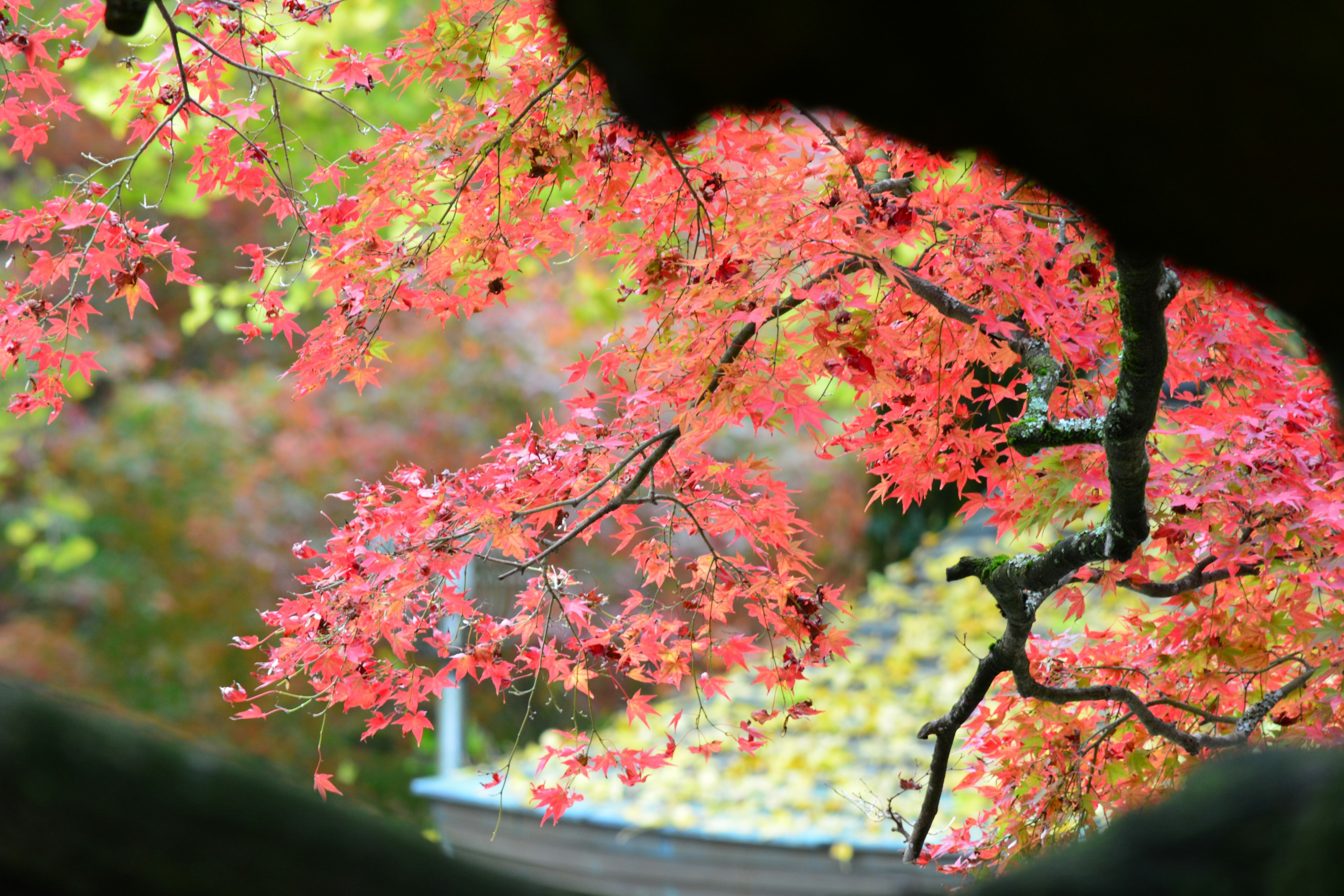 紅葉した木々と背景にある建物が見える風景