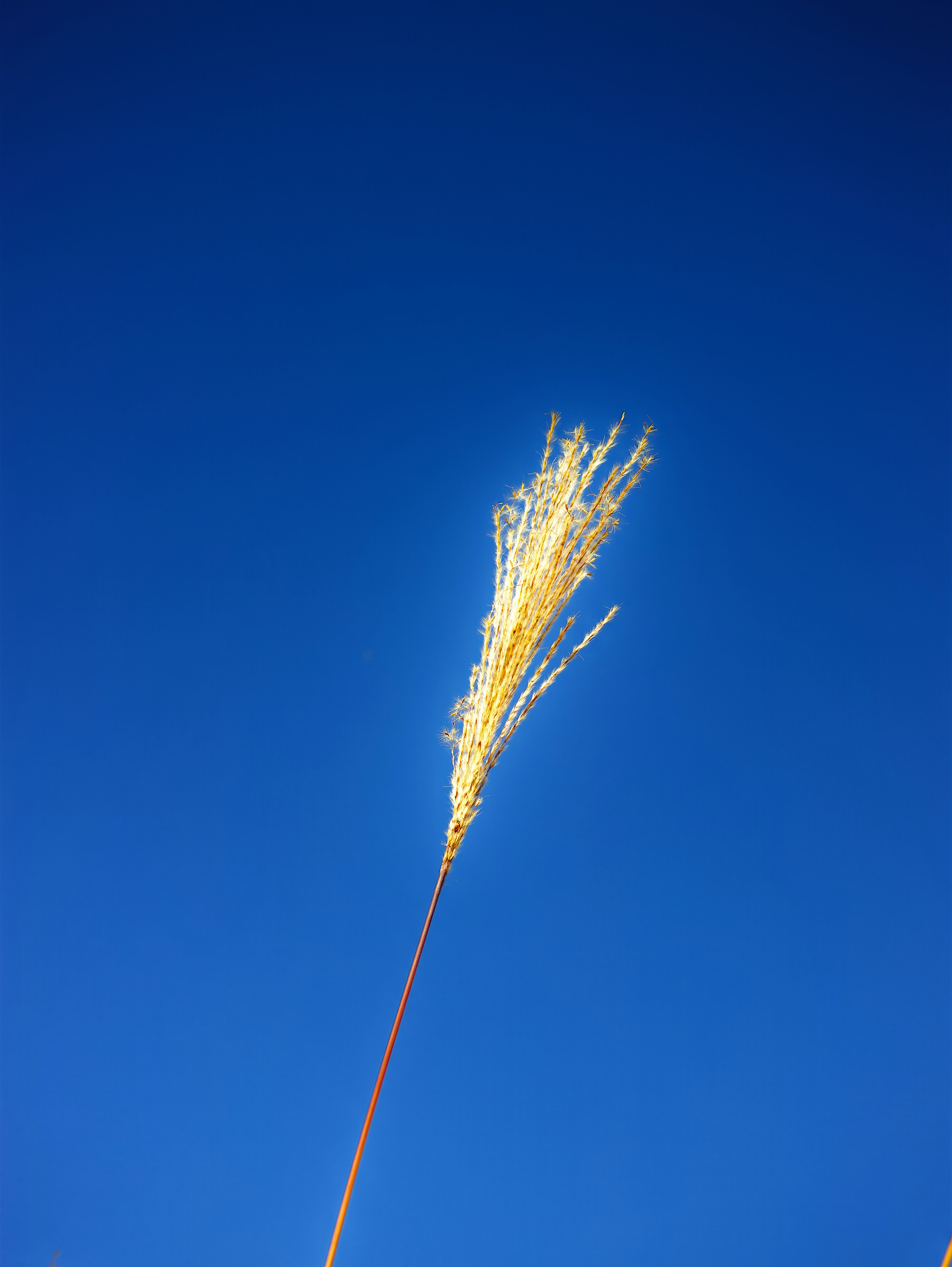 Hierba dorada contra un cielo azul claro