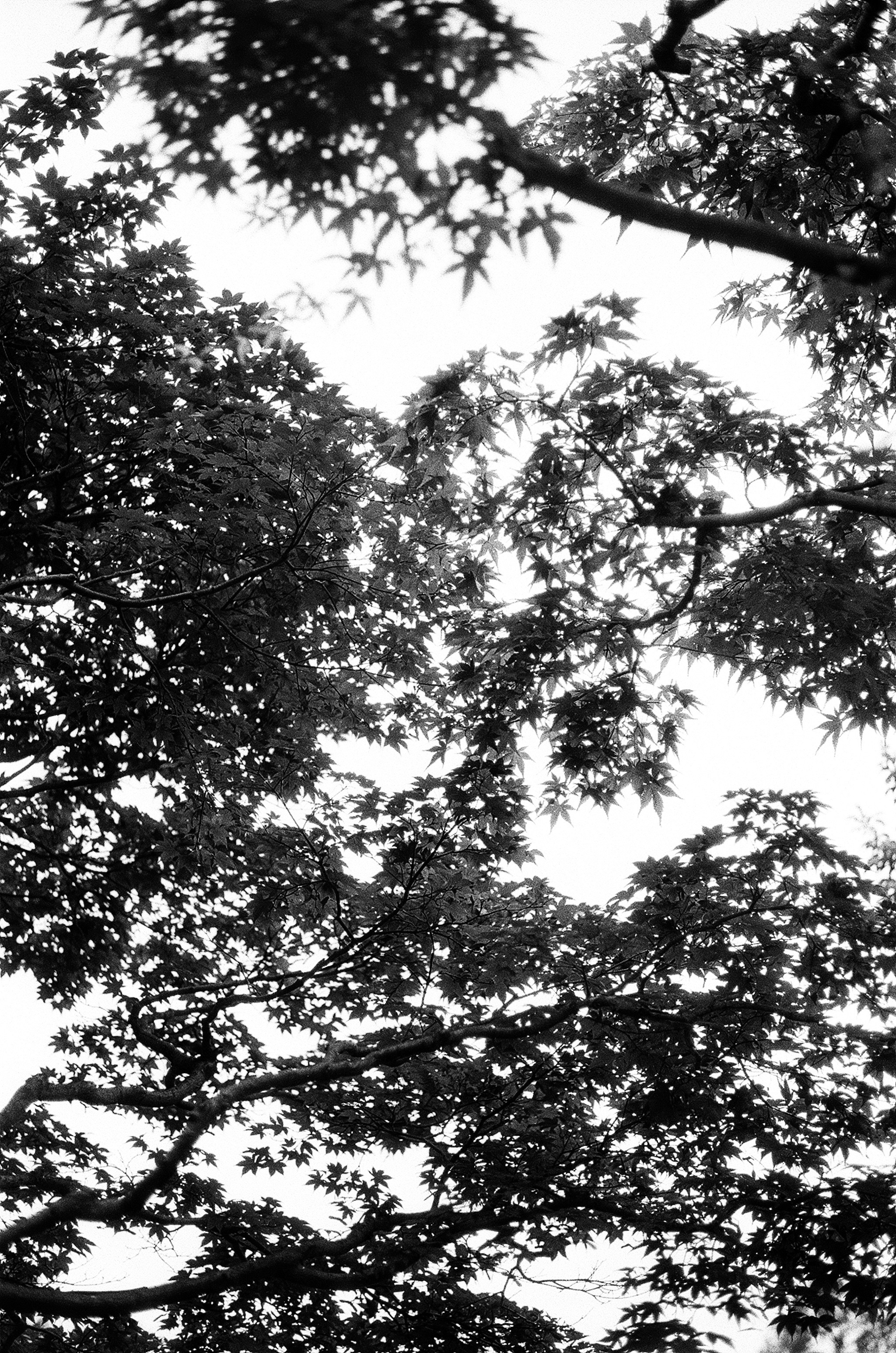 Silhouette en noir et blanc de feuilles d'arbres qui se chevauchent