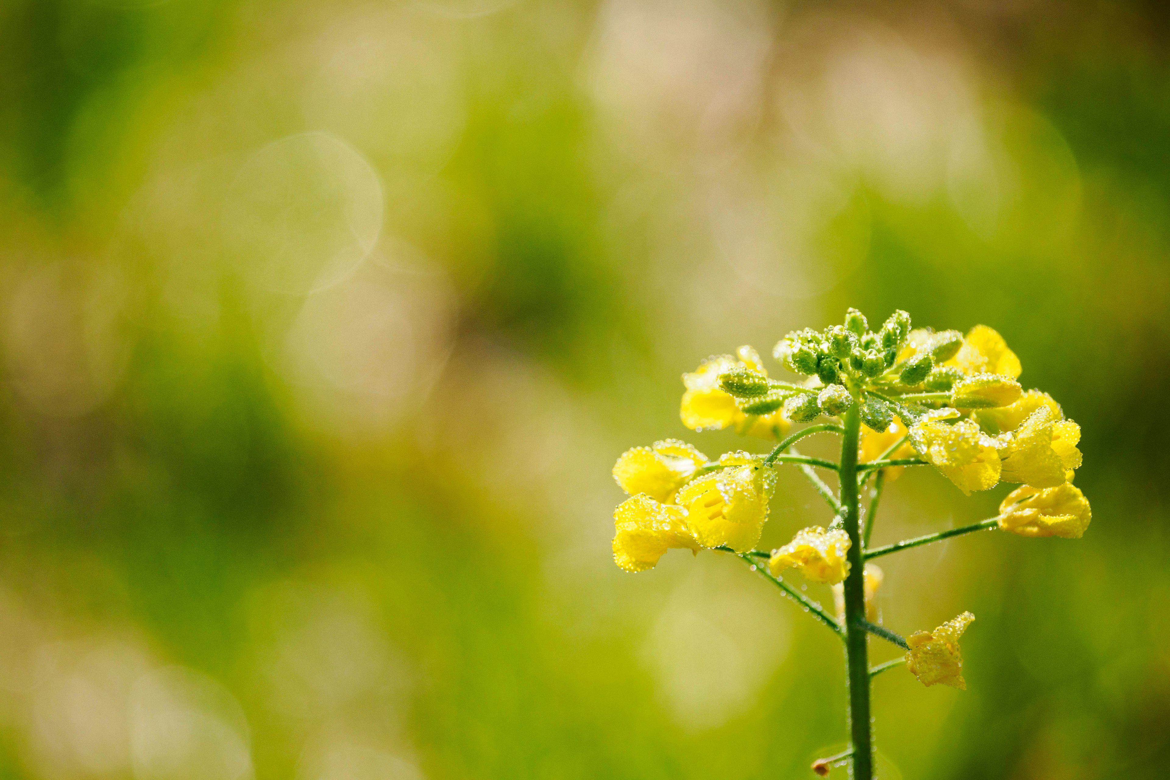 Nahaufnahme einer blühenden Pflanze mit gelben Blumen unscharfer Hintergrund